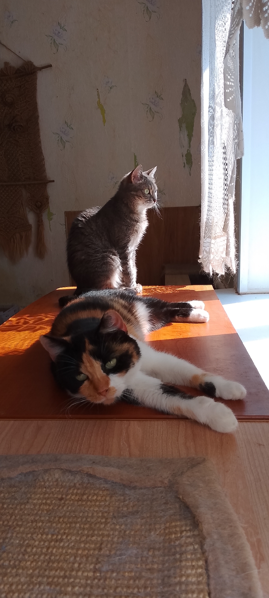 In a dimly lit room, two cats are present. In the foreground, a calico cat is lying on its side on a wooden surface, its head turned towards the viewer, with its paws extended. Behind it, a tabby cat is sitting upright, facing away from the camera and looking towards a window draped with lace curtains. The wall behind the cats features a faded floral wallpaper pattern and a piece of woven material hanging on the left. The floor in front of the wooden surface is covered with a textured mat. The overall impression is one of domestic tranquility. The image does not provide information about its specific location within Belgorod, Russia.