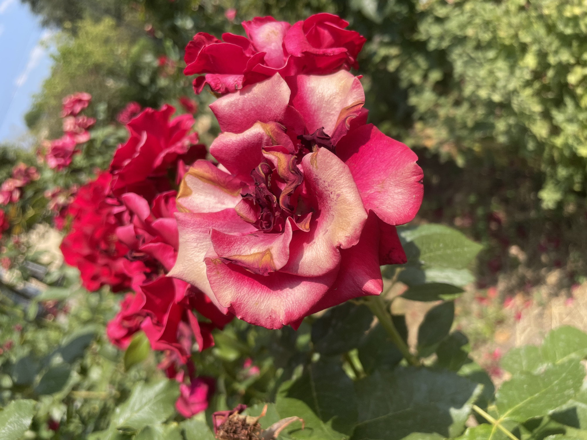 A close-up shot captures several roses in bloom, predominantly in shades of vibrant red and a lighter, almost creamy pink with crimson edges. The focus is on a large, partially unfurled rose in the foreground, showcasing intricate petal detail and some browning at the edges, suggesting the bloom is nearing the end of its cycle. Behind it, a cluster of deep red roses adds depth and color. Lush green foliage surrounds the flowers, with hints of dry, withered rose heads visible on the left. The background is softly blurred, revealing more greenery and a clear blue sky with a few wispy clouds, indicating an outdoor setting bathed in sunlight. The scene is likely situated in a park or garden within Almaty, Kazakhstan, given the context provided. There are no people or animals present in the image.