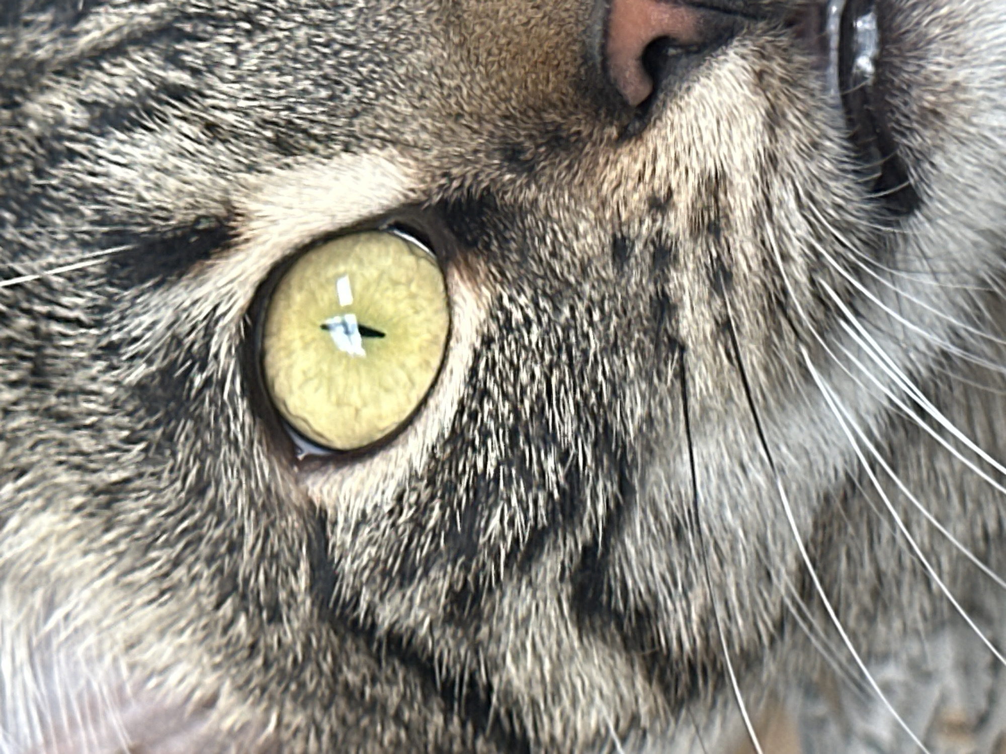 The image is a close-up, macro photograph of a cat's face, focusing on its eye, nose, and whiskers. The cat has striped tabby fur in shades of gray and brown. Its eye is a bright yellow-green with a vertical pupil and a reflection of a light source, possibly a camera flash, visible in the iris. The cat's nose is pink. The background is blurred and indistinct, showing no recognizable features of the city of Sofia, Bulgaria, or any other location. No people or actions are depicted.