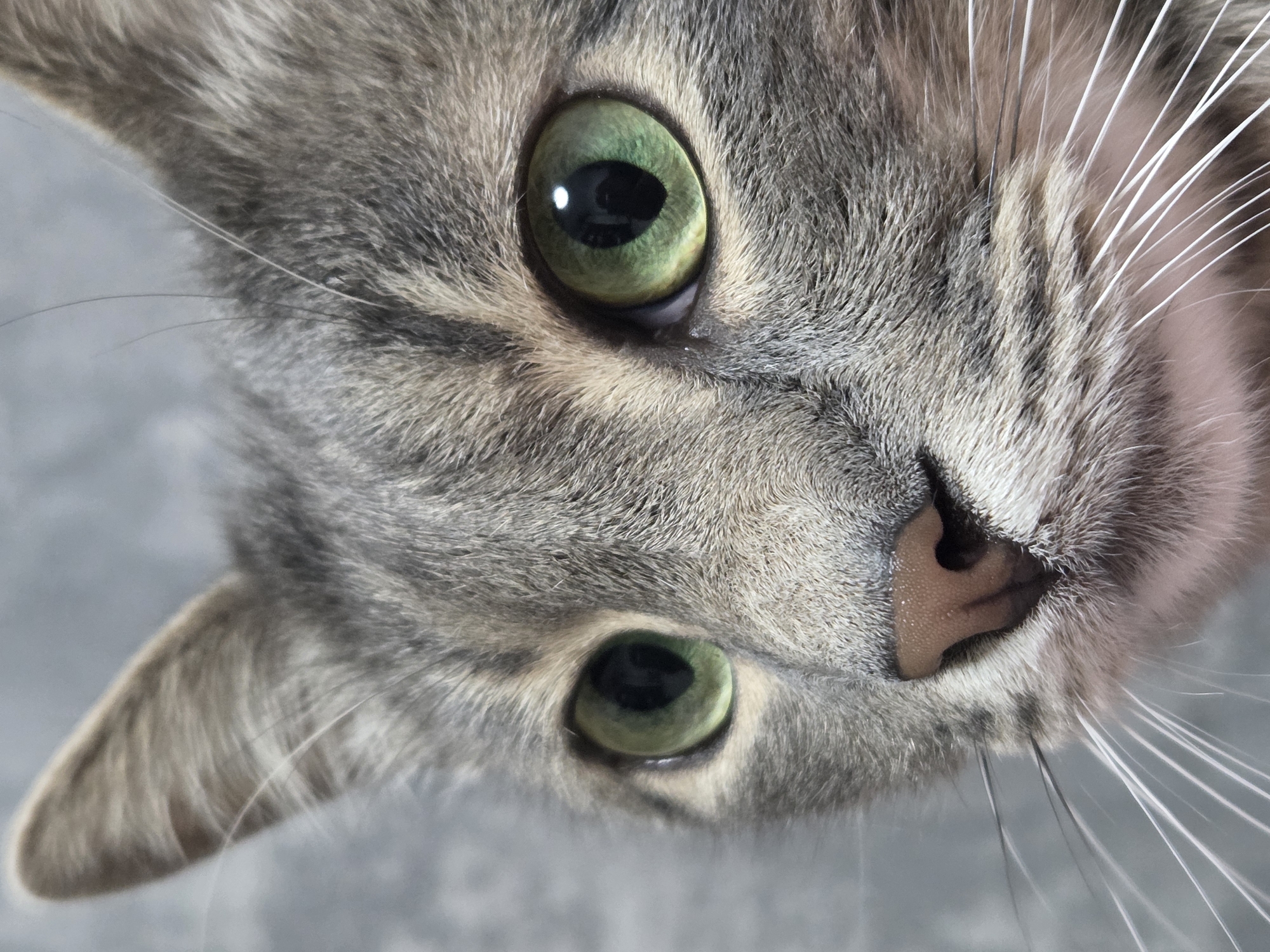 This is a close-up, eye-level, medium shot of a grey tabby cat's face, captured in natural light against a textured grey background. The cat's head is tilted slightly to its left, with its gaze directed forward. Its fur is a mix of grey and black tabby markings, with prominent white whiskers fanning out from its snout. The cat's nose is a speckled pinkish-brown. Its eyes are large and striking, with bright green irises and dark pupils. The left eye is partially obscured by the angle of the cat's head. The texture of the fur and the detail in the eyes and nose are sharply in focus. There are no people or other animals visible in the frame. The environment is minimalist and appears to be indoors, given the diffused lighting and the neutral, abstract background, suggesting it is unlikely to be a specific location in the city of Minsk, Belarus.