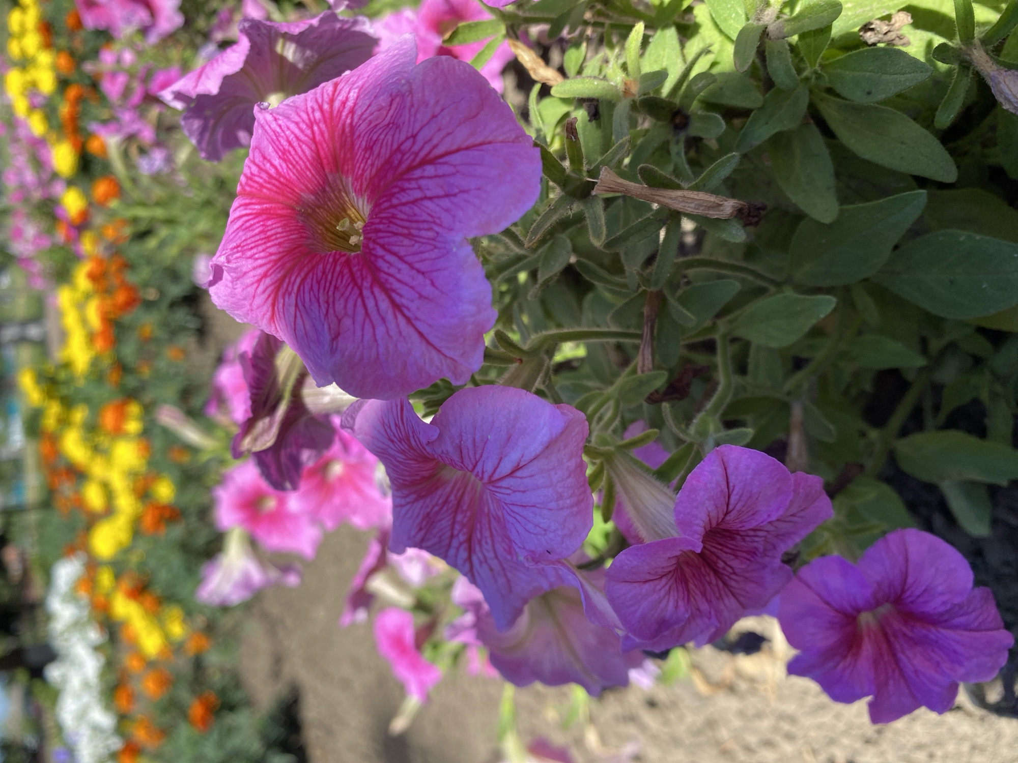 In this close-up, vertical shot, vibrant petunias dominate the foreground, their trumpet-shaped blooms in shades of magenta, fuchsia, and lavender showcasing intricate veining. The flowers are densely packed, with some buds and green leaves also visible. Behind them, a blurred background reveals rows of other flowers in oranges, yellows, and whites, suggesting a well-maintained garden or park setting. The ground appears to be a mixture of soil and gravel. The lighting is bright, indicating an outdoor daytime scene, likely in Kushchovskaya, Russia, given the provided context. There are no people or animals visible in the frame.