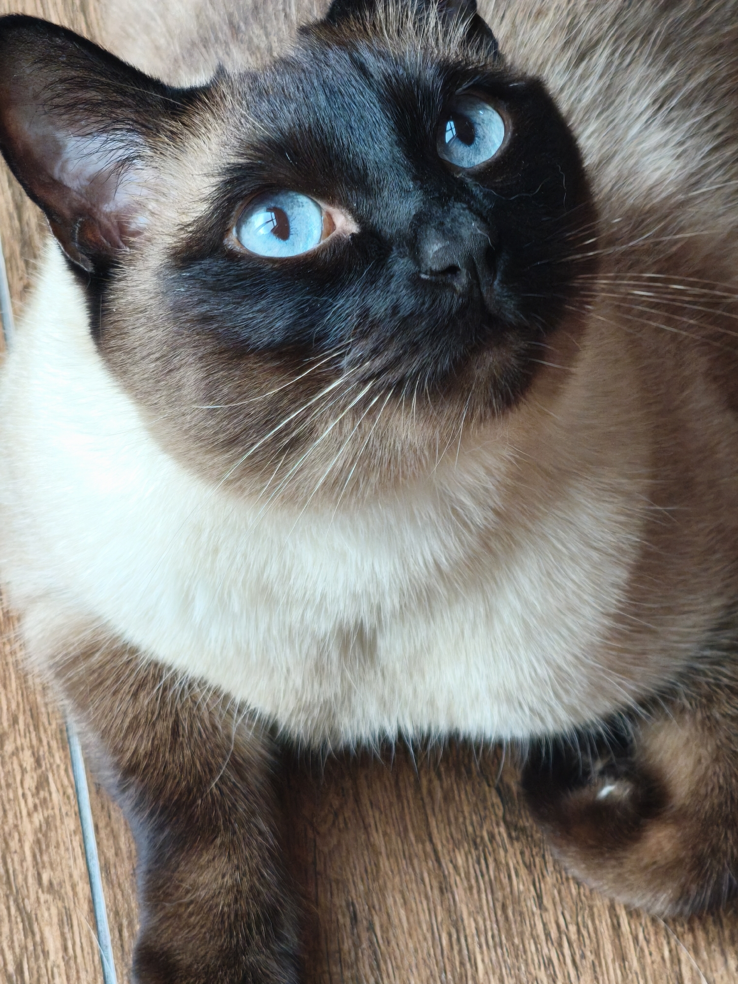 The image is a close-up, high-angle shot of a Siamese cat. The cat is primarily brown and black with striking blue eyes. The coat around its neck is lighter, almost white. The cat is looking upwards. The background appears to be a wood floor. The location in the city of Steklyannyi, Russia is not discernible from the image.