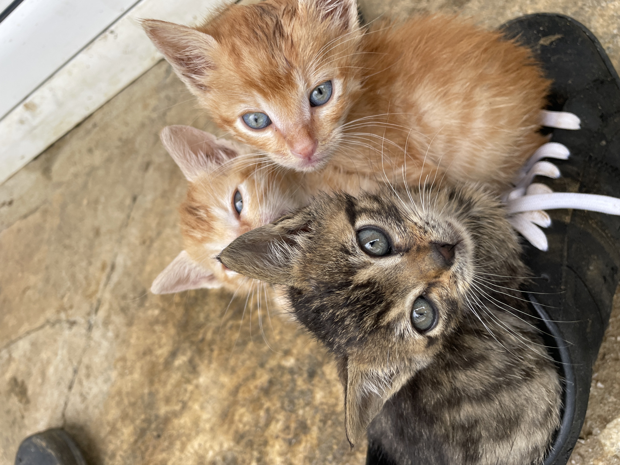 Three kittens are closely grouped together. Two are orange with blue eyes. The third is grey-striped with green eyes. They are resting on top of a black shoe with white laces. The background consists of a tan and light brown textured surface and a white door frame. The location cannot be determined as Zlatograd, Bulgaria, without additional contextual information.