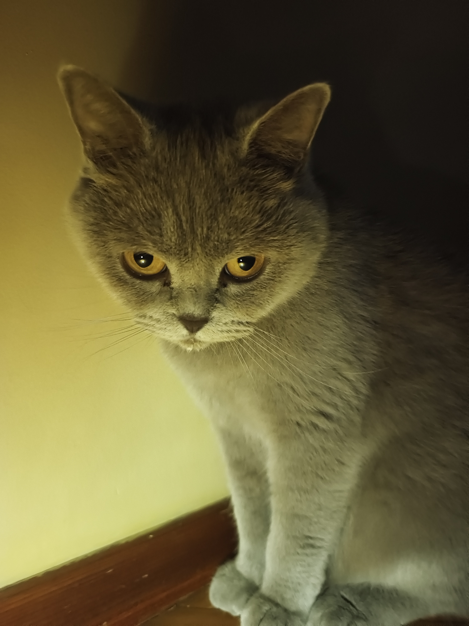 A close-up, eye-level, vertical shot shows a grey cat sitting on a wooden surface in front of a yellow wall. The cat is looking down with its eyes focused. The lighting casts shadows on the right side of the image, partially obscuring the background. The cat has bright yellow eyes and its whiskers are visible. The wooden surface appears to be a baseboard or shelf. No specific location in Ternopil, Ukraine, can be determined from the image.