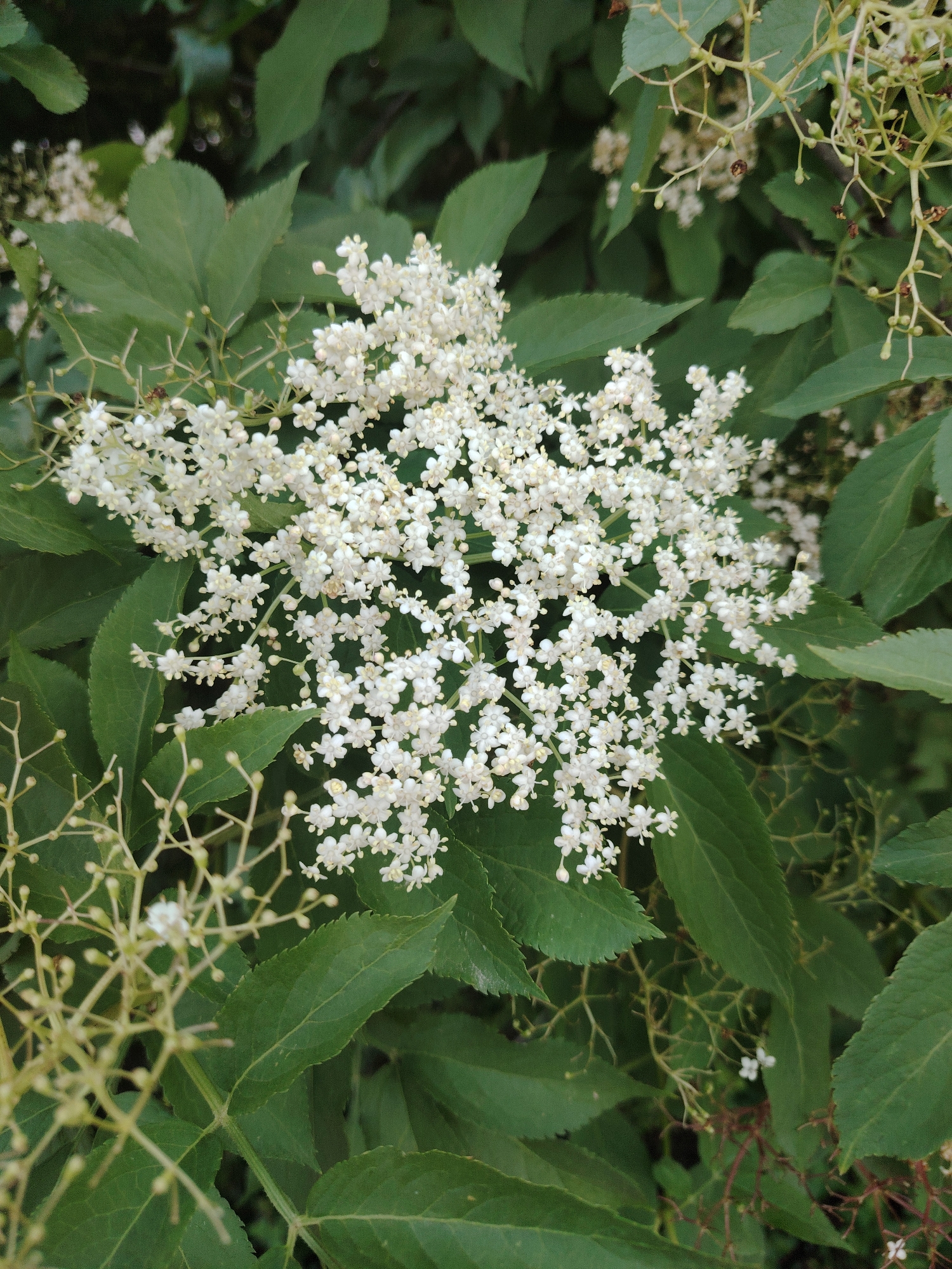 The image displays a detailed, close-up view of a large, flat-topped cluster of numerous small white flowers, consistent with the inflorescence of an elderflower (Sambucus nigra) plant. Each individual floret possesses five small white petals and visible light yellow stamens. The cluster is prominently positioned in the center-right of the frame. Surrounding and partially obscured by the flowering structure are multiple dark green, serrated leaves, characteristic of elder foliage. Portions of additional green foliage and undeveloped flower buds/structures, appearing less defined, are visible in the background and foreground, particularly to the left and right of the main flower cluster. The scene is illuminated by diffused natural light, indicating an outdoor setting. This botanical scene is situated in Huntingdonshire, United Kingdom.