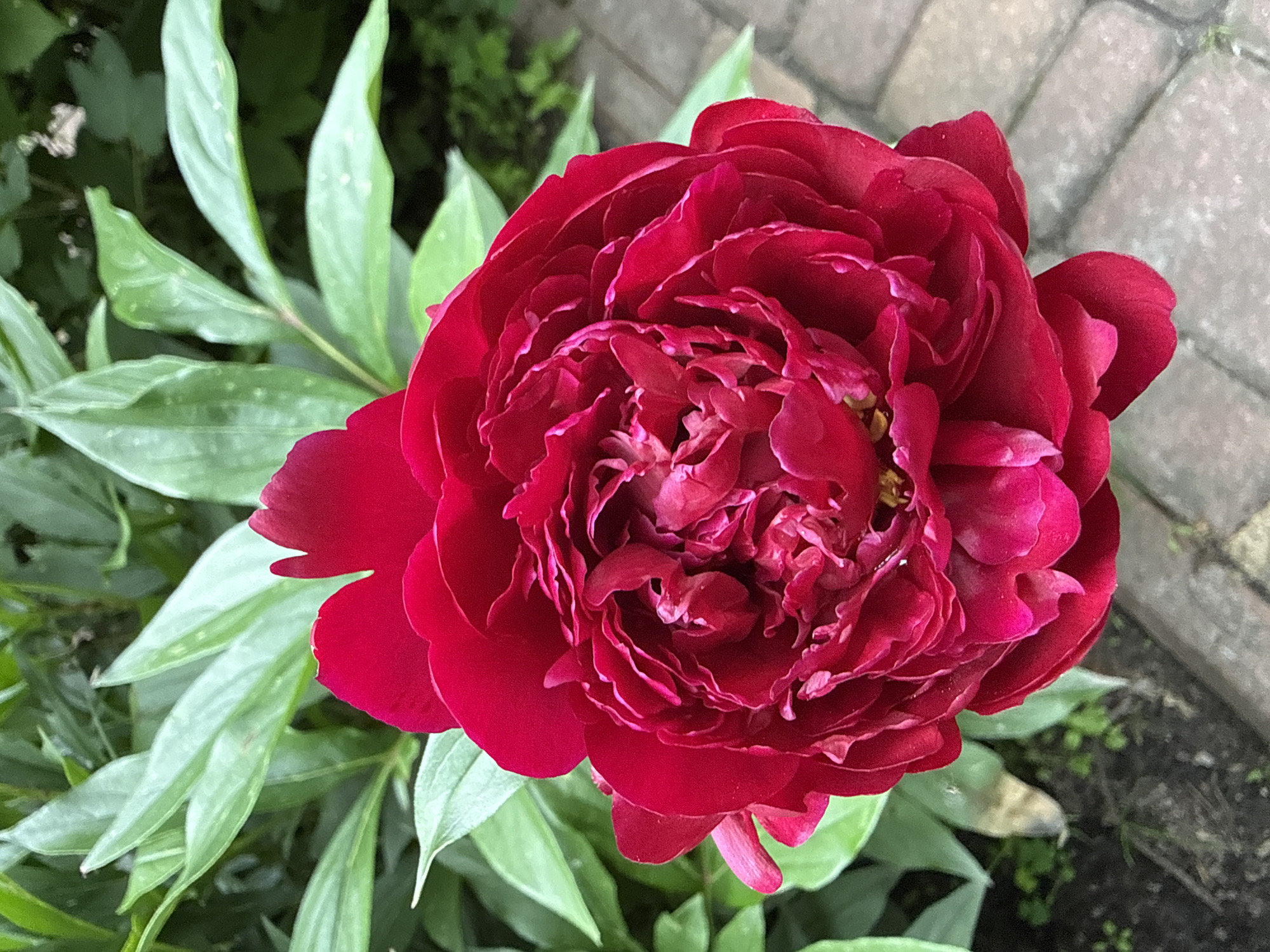 A close-up, top-down view of a large, deep red peony flower is presented. The flower is in full bloom, with numerous ruffled petals tightly packed in the center, creating a rich, textured appearance. The outer petals are larger and curve outwards. The flower is surrounded by lush green leaves, some of which are out of focus, creating a soft, blurred background. To the right and bottom of the flower, a section of a brick or stone pathway is visible, with its patterned surface also out of focus. The image appears to have been taken outdoors in a garden setting. The context of Vorzel, Ukraine is not evident from the visual elements of the photograph itself.