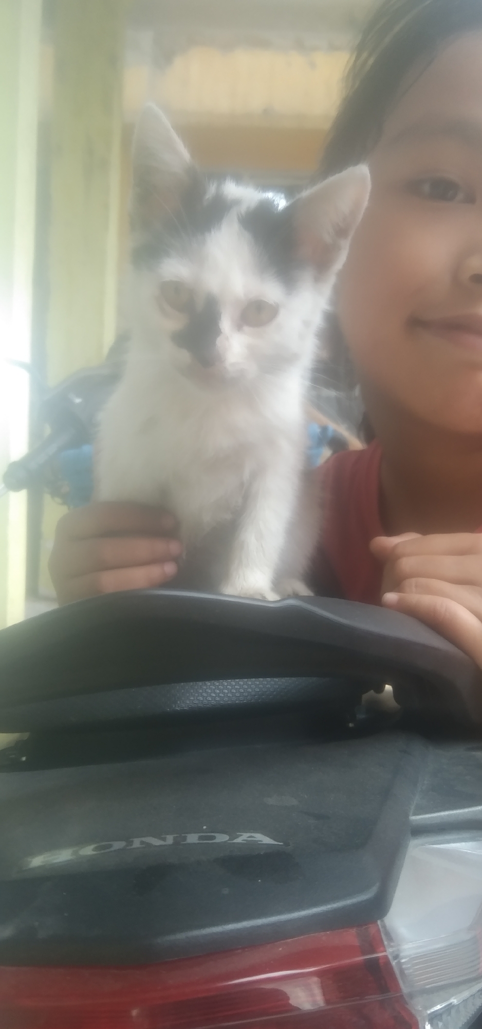 A young girl, partially visible on the right, is holding a black and white kitten in the city of Rahayu, Indonesia. The kitten is positioned in the center of the frame, looking towards the camera with its ears perked. The girl's hands cradle the kitten, with her right arm and shoulder visible. She is wearing a red shirt. The background appears to be outdoors, with a blurred yellow and green wall or structure. In the foreground, a dark, matte-finished surface, likely part of a vehicle, is visible, with the "HONDA" logo subtly imprinted on it. Red and white taillights of the vehicle are also present at the bottom of the frame. The overall scene suggests a casual, everyday moment captured in Rahayu.