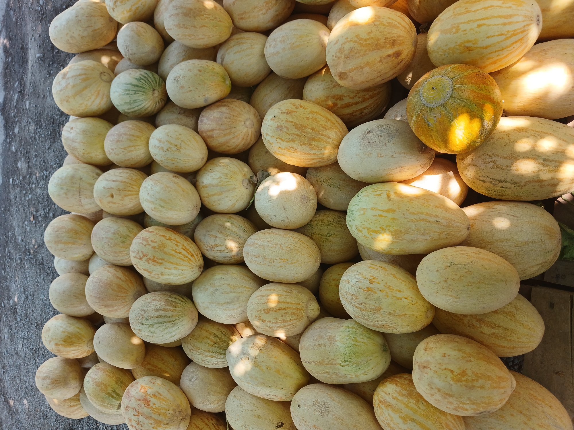 A large, outdoor pile of cantaloupes is displayed on a gray, gravelly surface. The melons are mostly light yellow with some showing faint green or orange striations. The majority are oval-shaped, with a few being more spherical. Some melons have a visible stem end. Sunlight casts shadows and highlights across the fruit, indicating it is daytime. The image appears to be taken at a market stall or roadside stand in Talmazar, Uzbekistan, given the context provided. There are no people or animals visible in the scene.