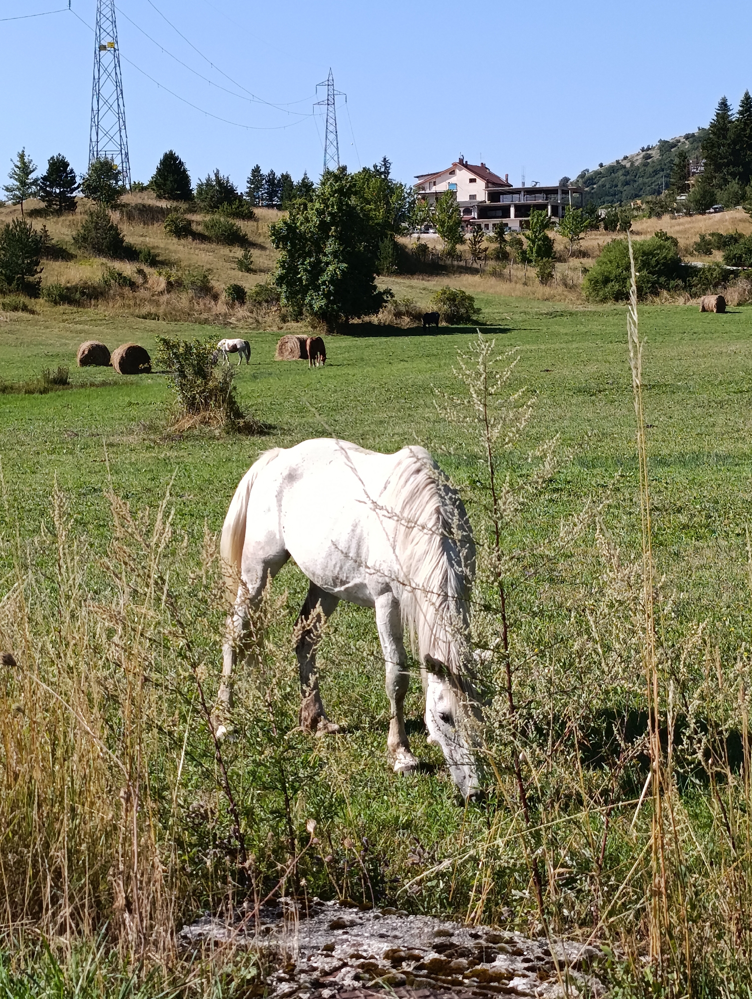 In a grassy field in Ovindoli, Italy, a white horse grazes. The horse is positioned in the foreground, with its head down, partially obscured by tall dry grass. In the middle ground, a few hay bales are visible, along with two other horses, one with brown and white markings and another solid brown. Further in the background, a modern building complex with large windows and a reddish-brown roof stands on a hillside covered with trees and vegetation. Two large electrical transmission towers are also visible in the distance, with wires stretching across the sky. The sky is clear and blue, suggesting a sunny day. The landscape is hilly, with a mix of green grass, dry vegetation, and scattered trees.