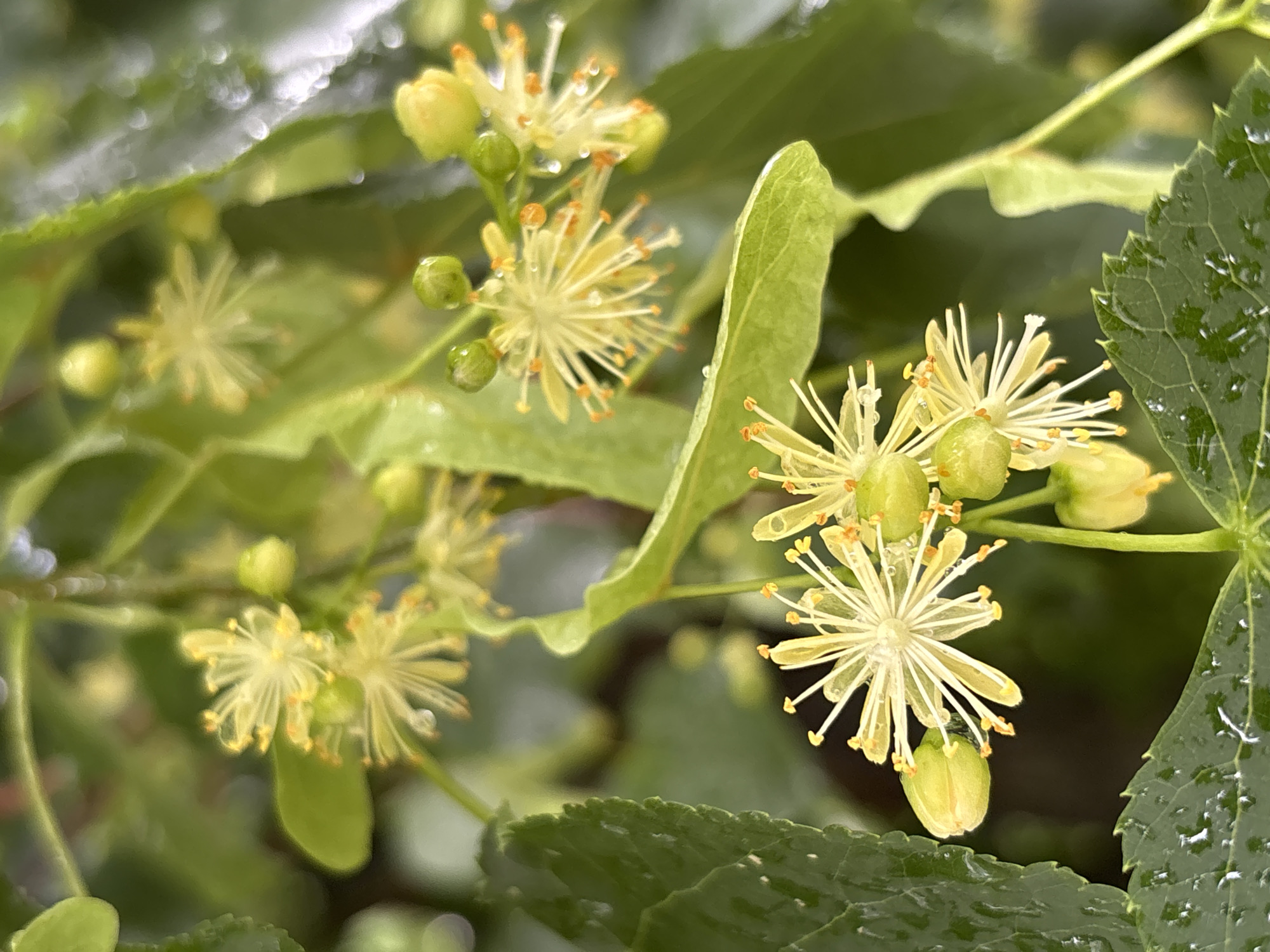 The image is a close-up, eye-level shot of linden tree flowers and leaves. The flowers are small, pale yellow, and star-shaped with thin, delicate petals and orange-tipped stamens. Some flowers have small green buds clustered around them. The leaves are green, veined, and appear to be wet, with water droplets visible on their surface. The background is a blur of green foliage, indicating a natural outdoor setting, likely a park or garden. The overall impression is of a fresh, damp spring or summer day. The image does not contain any specific landmarks or contextual information that would allow for precise identification of its location within Khimki, Russia. It is a natural scene focusing on the details of the plant.