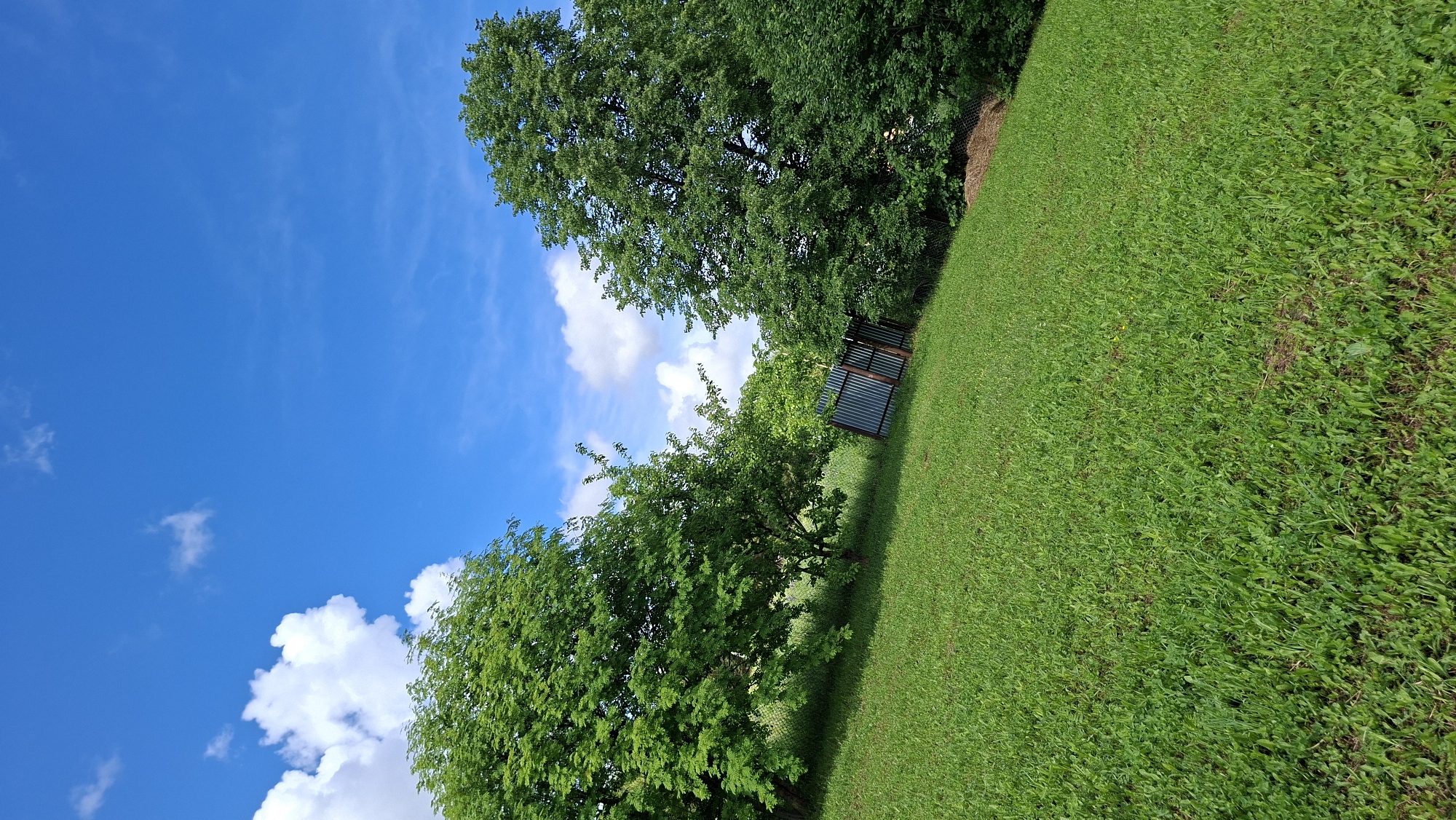 A vibrant outdoor landscape is depicted under a bright blue sky. The scene is dominated by a lush, green grassy slope that extends across the lower and right portions of the image. The grass appears well-maintained, suggesting either a lawn or pasture.
In the midground and background, several deciduous trees with full, leafy canopies are visible. A prominent tree stands towards the left, its branches reaching upwards. Further back, a dense line of trees forms a natural boundary along the top-right and background.
Nestled among the trees, roughly in the mid-right section of the image, is a small, rectangular structure. It appears to be constructed from corrugated metal panels, possibly serving as a shed, shelter, or a series of covered raised garden beds.
The sky occupies the upper left section of the frame, a clear and intense blue. A few scattered white cumulus clouds are present, indicating fair weather. The overall lighting suggests bright daylight, likely mid-morning or early afternoon, casting even light across the scene. No people or animals are visible, and there is no discernible activity taking place, lending a peaceful and serene atmosphere to the natural setting. No text is visible in the image. The location context is Большой Букор, Russia.