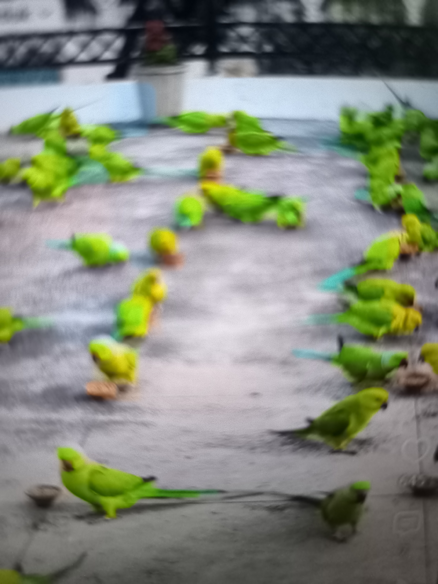 The image depicts a flock of green parakeets on a paved surface, possibly a rooftop or courtyard, in Banjarejo, Indonesia. The parakeets are mostly bright green with some exhibiting yellow or turquoise coloration on their tails. They are scattered across the surface, with some perched and others appearing to be feeding or interacting. In the background, a potted plant and a railing are visible, suggesting an outdoor setting. The image is blurred, making it difficult to discern fine details of the parakeets or their surroundings. There are no people visible in the image.