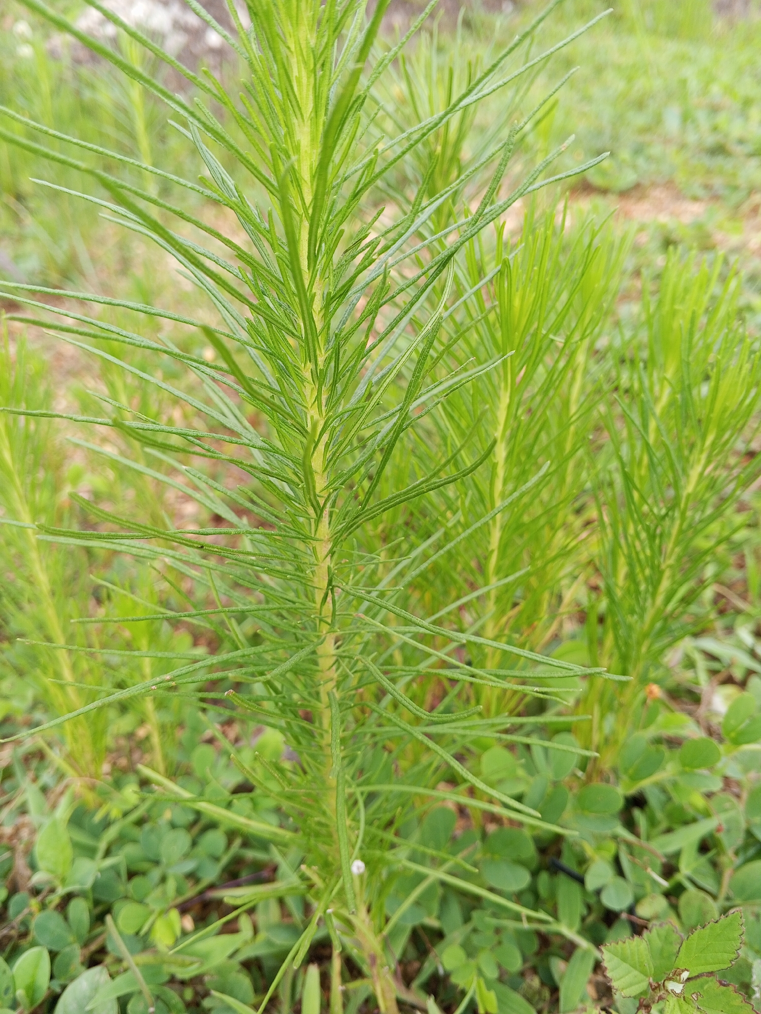 The image shows a close-up view of a plant with thin, needle-like green leaves. The plant is in focus, with other similar plants and green foliage blurred in the background. The environment appears to be outdoors, with hints of dry earth or gravel visible through the greenery. There are no people or man-made objects in the frame. The image does not provide any information about the location in the city of Gwong, Nigeria.
