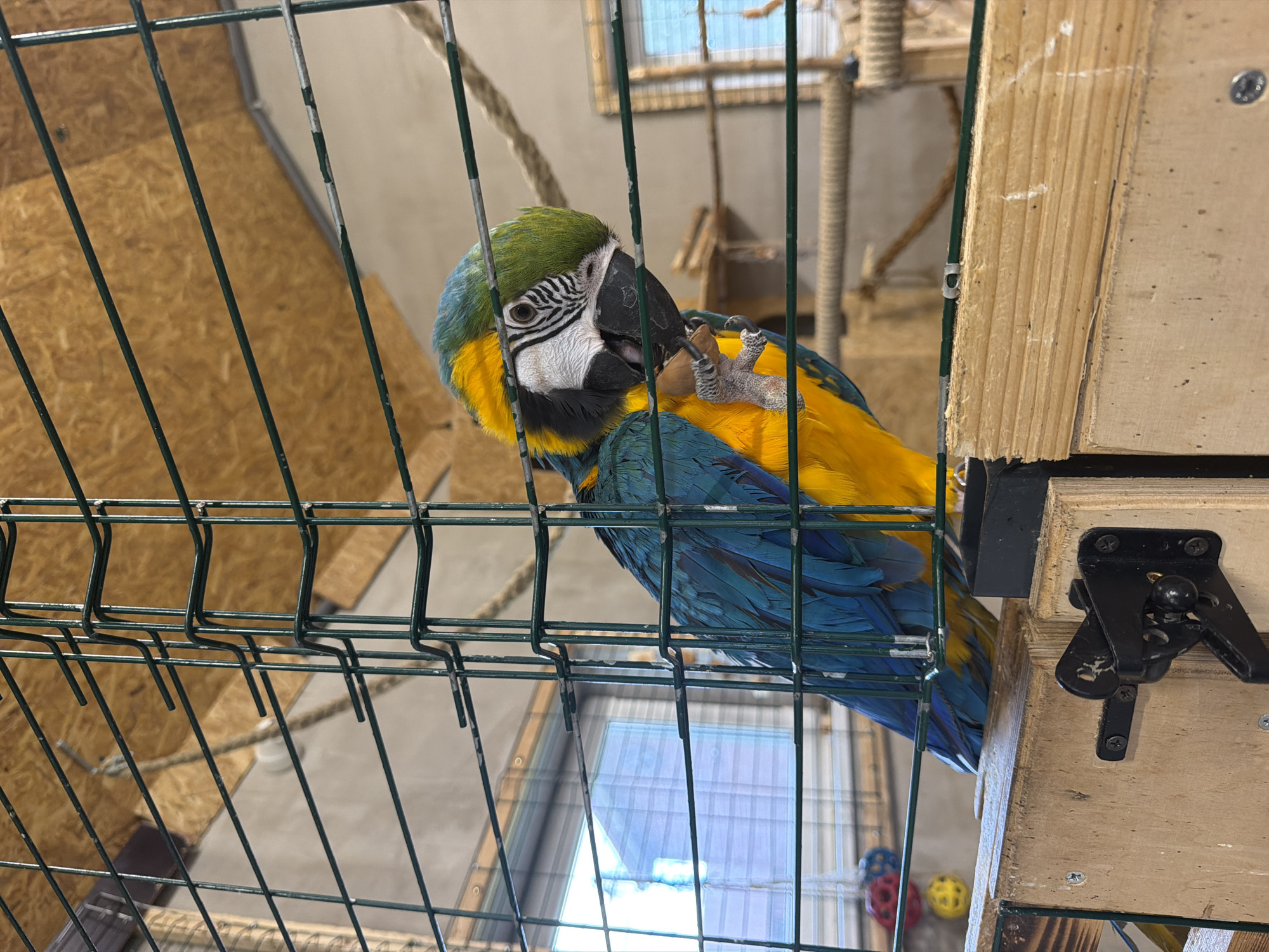 A blue and yellow macaw is perched on a wooden beam inside a cage. The macaw is holding a nut in its left foot and is looking down at it. The cage is made of green metal bars and has a wooden floor and ceiling. There are ropes and toys in the cage. In the background, there are windows and a wall. The image appears to be taken indoors. The location is not specified as Vārpas, Latvia.