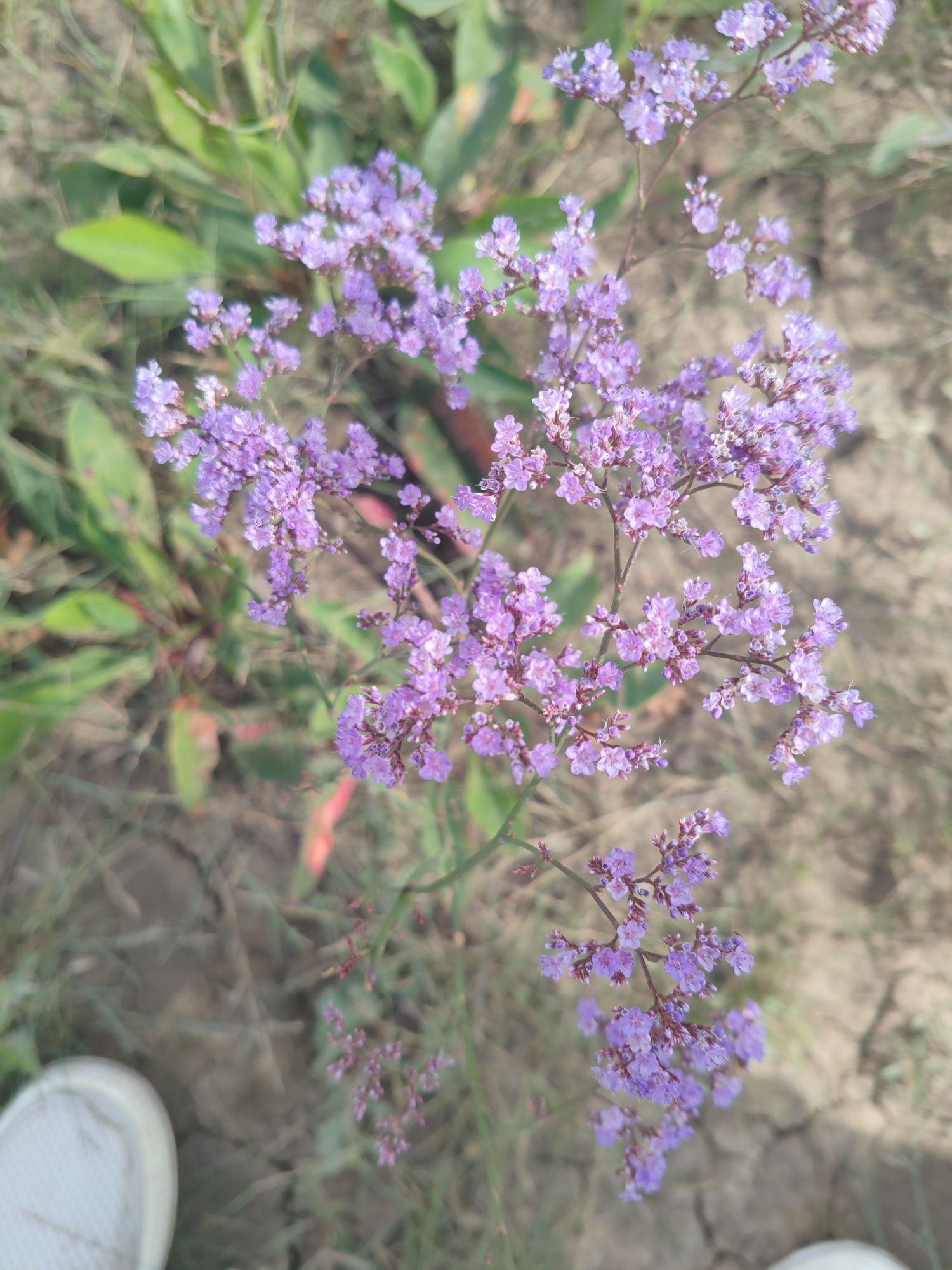 A cluster of small, delicate purple flowers is in focus in the foreground, with thin, wiry stems branching out. The flowers appear to be growing in a natural outdoor setting, with green foliage and dry, cracked earth visible in the background. A white shoe is partially visible in the lower left corner of the image, suggesting the presence of a person. The lighting suggests it is daytime. The image was taken in the city of Ақжар, Kazakhstan.