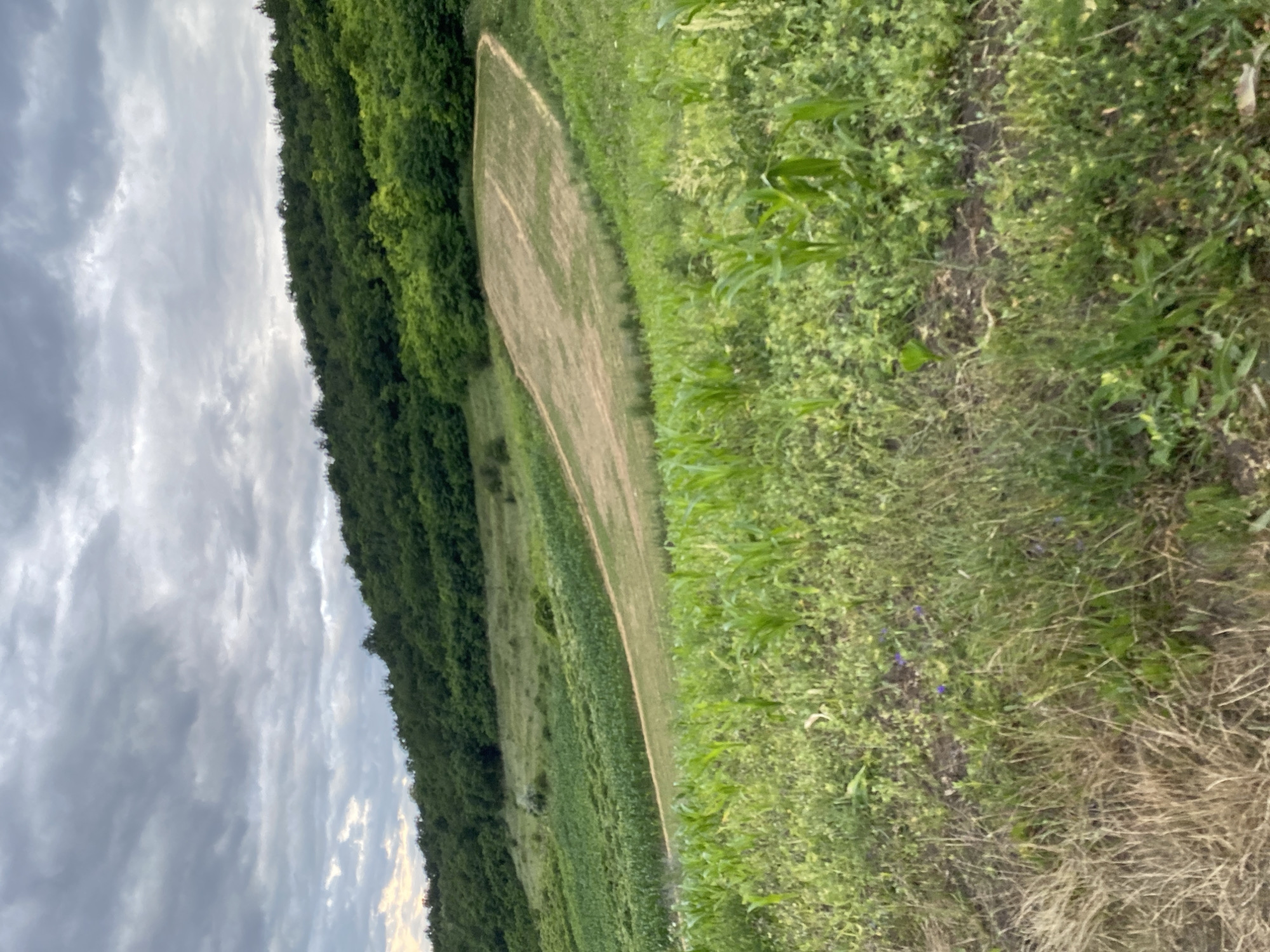 An outdoor, full-frame, landscape photograph captures a rural scene under a cloudy sky. In the foreground, a patch of dry, light-brown grass and weeds grows sparsely. Behind this, a field of young, green corn stalks stands, interspersed with other low-lying green plants. Further back, a gently sloping field is visible, with a portion appearing recently tilled or harvested, showing bare, light-brown soil. Beyond this, another field of green crops stretches across the middle ground. The background is dominated by a dense, verdant forest that covers the slope of a hill. The sky above is filled with heavy, gray clouds, suggesting overcast weather. The image appears to be taken in or around Horodca, Moldova.