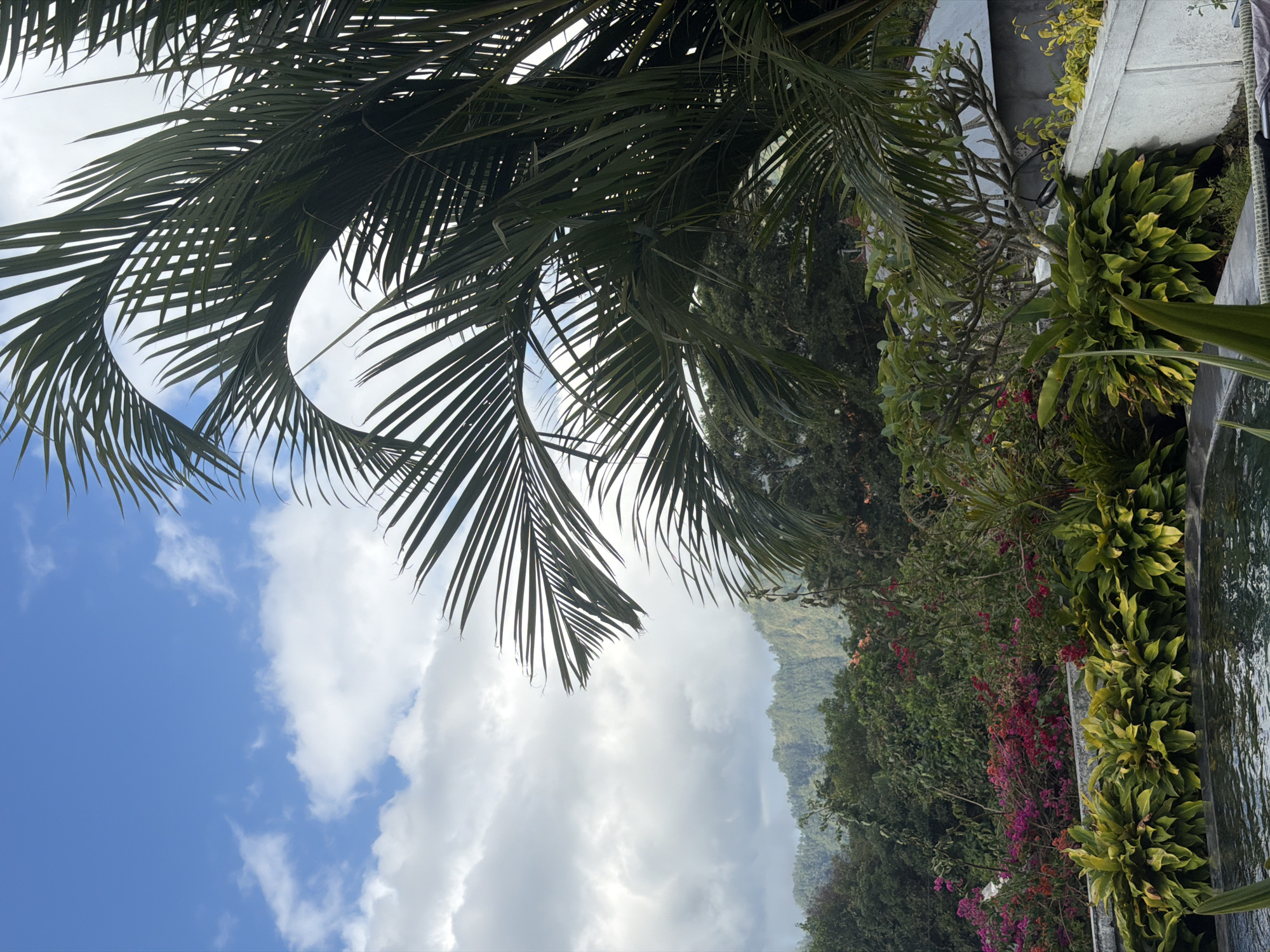 A wide shot captures a tropical landscape on a cloudy day in Kintamani, Indonesia. In the foreground, a pool of dark water reflects the overcast sky. Lush green foliage, including broad-leafed plants and flowering bushes in shades of pink and red, borders the pool. Palm fronds dominate the upper right portion of the frame, silhouetted against the sky. In the background, rolling green hills covered in dense vegetation recede into the distance. A white structure, possibly a building or wall, is visible on the right side of the image, partially obscured by plants. The scene is serene and natural, with no people visible.