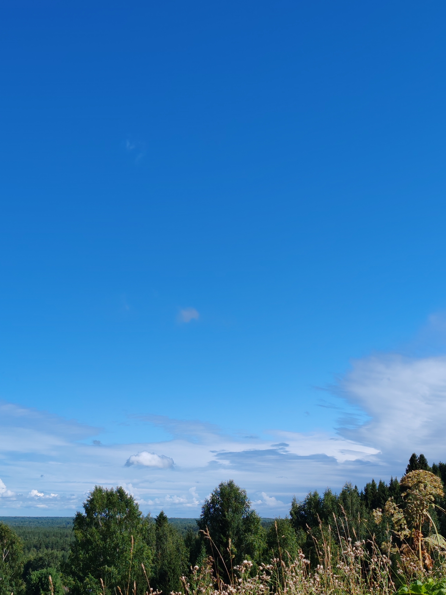 The image depicts a natural landscape under a bright blue sky with scattered clouds. In the foreground, tall dry grass and seed heads are visible, with some green foliage intermingled. Behind the grass, a dense forest of green trees stretches across the horizon, with various shades of green indicating different tree species and their density. A few taller, more distinct trees stand out above the treeline in the middle ground. The sky takes up the majority of the image, with wispy clouds appearing at different altitudes. The overall impression is of a sunny day in a rural or forested area. The location is specified as Чухлэм, Russia. There are no people or structures visible in the image.