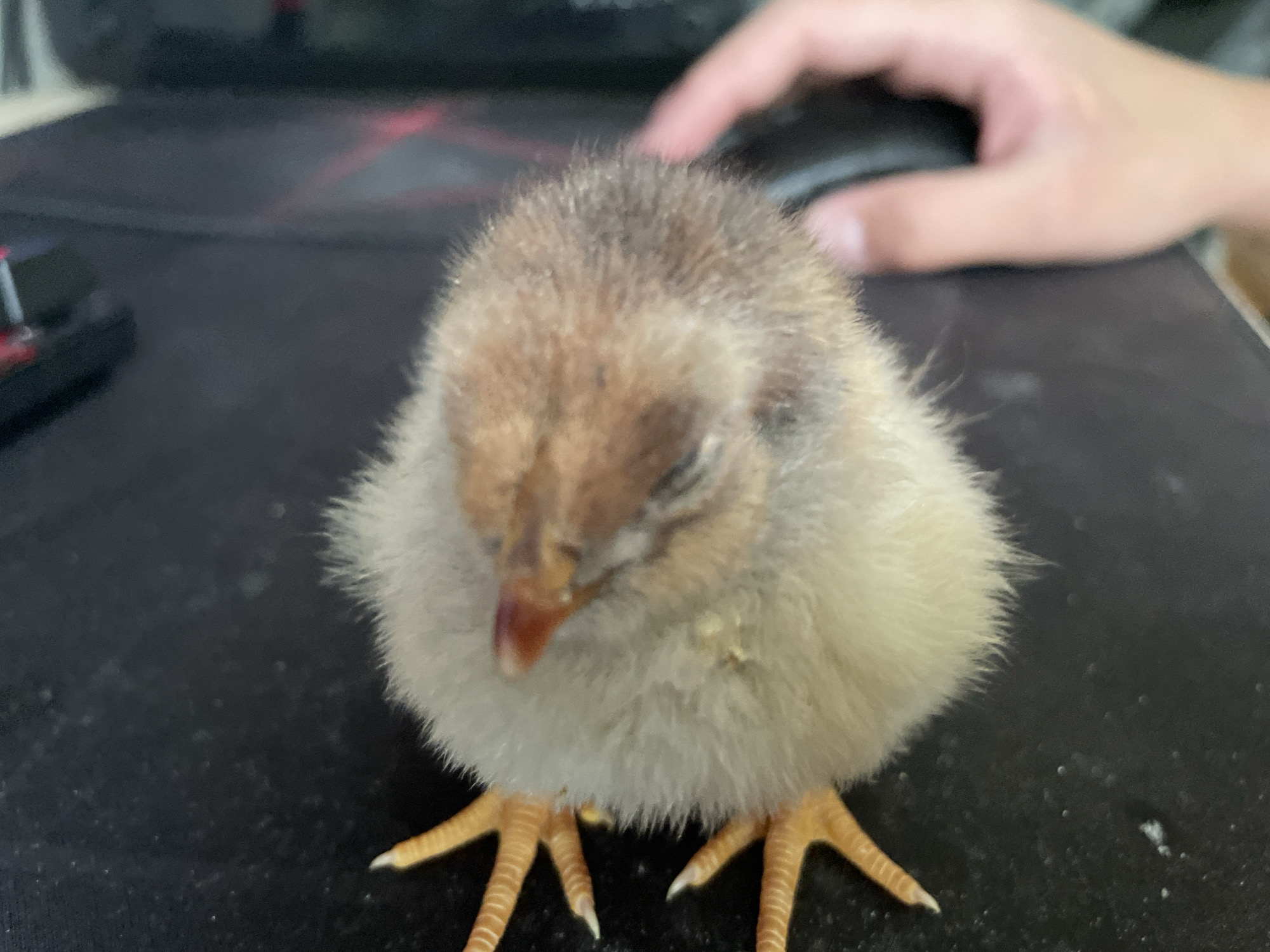 A very young, fluffy chick is the central subject of the image, appearing to be asleep or resting. Its down feathers are a mix of light brown on its head and back, transitioning to a lighter, creamy off-white on its belly and sides. Its eyes are gently closed, and it has a small, orange-pink beak. Its tiny yellow-orange, scaly feet with small claws are visible, splayed on the surface.
The chick is situated on a dark gray or black surface, which appears to be a gaming mousepad, identifiable by its texture and faint red lines visible in the background. A blurred human hand, likely an adult's, is partially visible in the upper right quadrant, resting near what seems to be a computer mouse. A small black and red object, possibly part of a cable or peripheral, is partially seen on the left.
The scene takes place indoors, presumably on a desk or table, suggesting a moment of quiet interaction or observation where the chick is peacefully resting in an unexpected environment. No text is visible in the image.