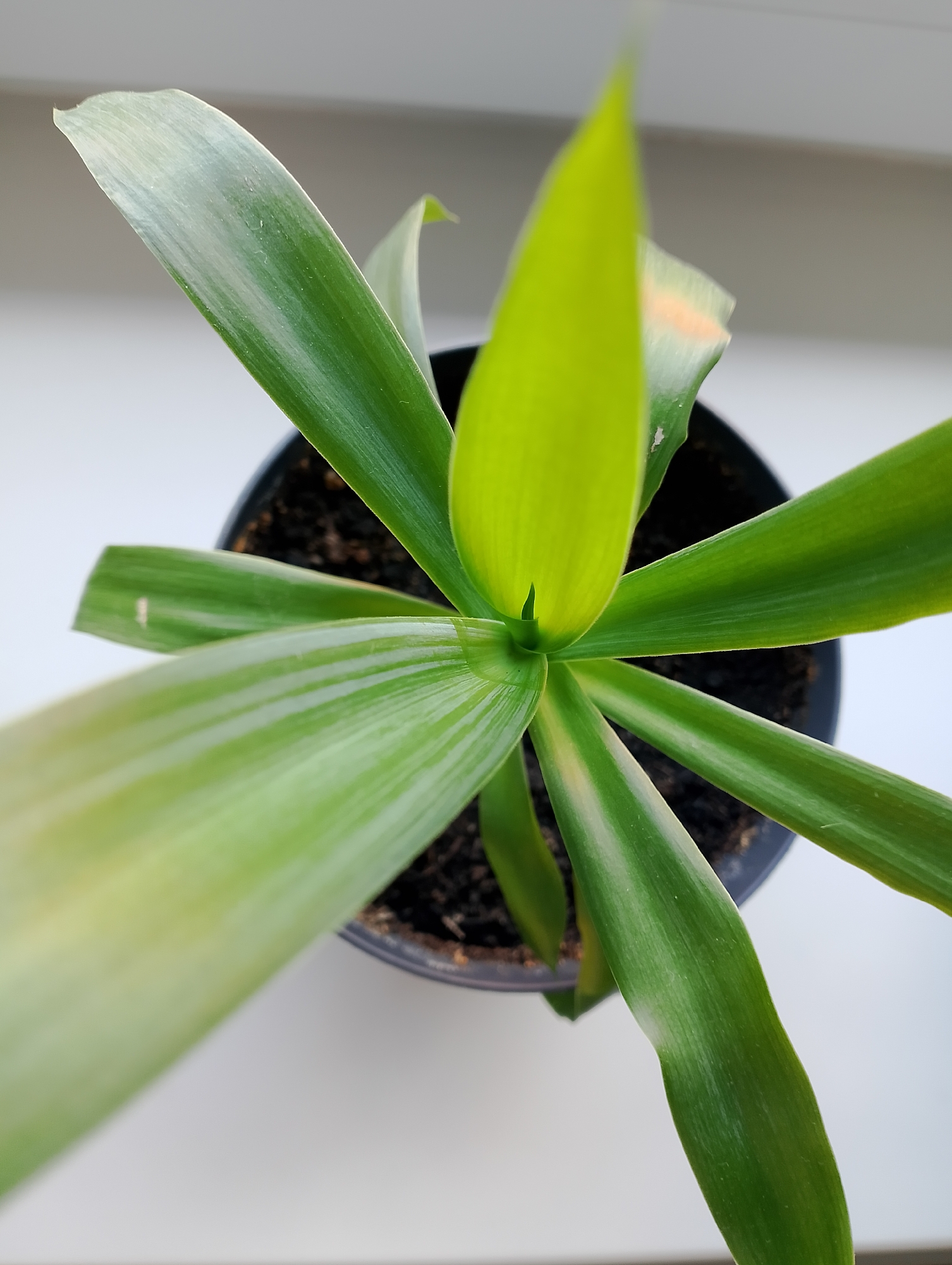 An overhead, close-up shot features a green houseplant in a black plastic pot. The plant's long, broad leaves radiate outwards from the center of the pot. The leaves are a vibrant green, with some exhibiting streaks of lighter green or pale yellow. The soil in the pot is dark brown and appears dry. The pot sits on a white surface, possibly a windowsill, which is illuminated by natural light. The background is out of focus, suggesting it is also likely part of an indoor setting. There is no indication of the city of Pervomaysky, Russia, in the image.