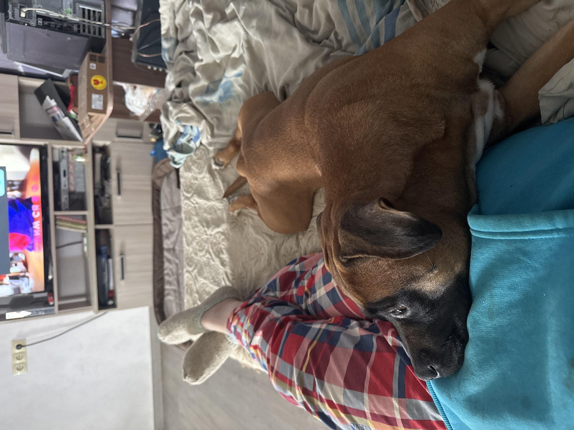 A brown dog is lying on a person's lap on a bed. The person is wearing red and blue plaid pants and grey socks. The dog is facing the right, with its head resting on the person's blue top. The bed has white and blue striped sheets. A TV and a cabinet are visible in the background on the left. The location is in an indoor residential setting, specifically a bedroom, possibly in Chaikovsky, Russia based on the prompt.
