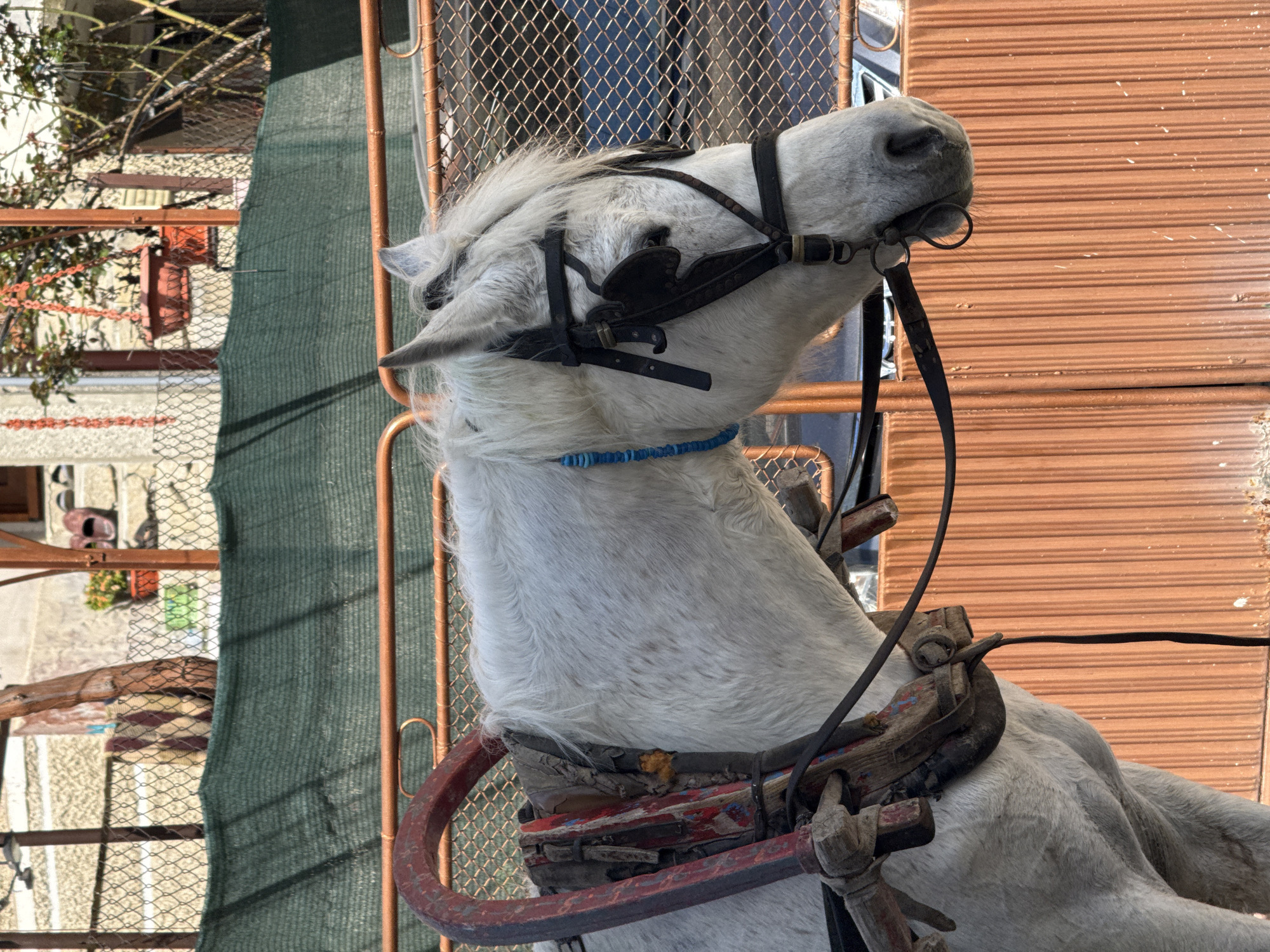 The image depicts a white horse harnessed for carriage in Shumen, Bulgaria. The horse is equipped with a dark leather bridle and a turquoise beaded necklace. The harness is made of wood and leather, decorated with red and blue paint. The horse is positioned against a backdrop of a wire fence and an orange roller shutter.