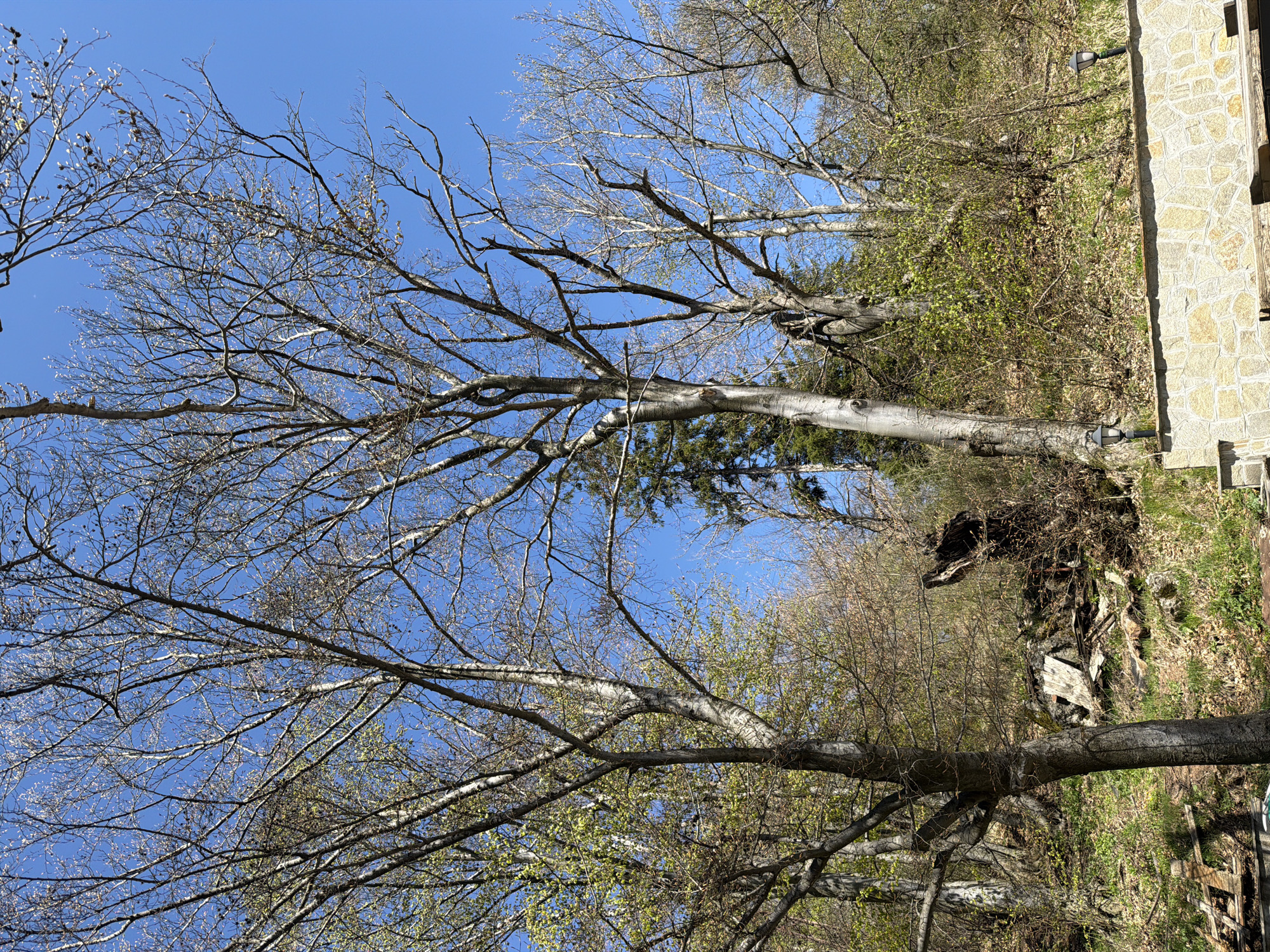 The image shows a natural environment, likely near or within a residential area, with a clear blue sky as the backdrop. Several bare trees with thin branches fill the upper portion of the frame, suggesting early spring or late autumn. Some trees show the beginnings of new growth with very small leaves appearing. A building with a stone facade is visible on the right edge of the picture. The foreground is dominated by vegetation, including green foliage and dry leaves. The presence of this building suggests the image might be in or near the city of Ichera, Bulgaria, though there are no clear details that confirm that the scene is located within Ichera or shows a specific location within that city.