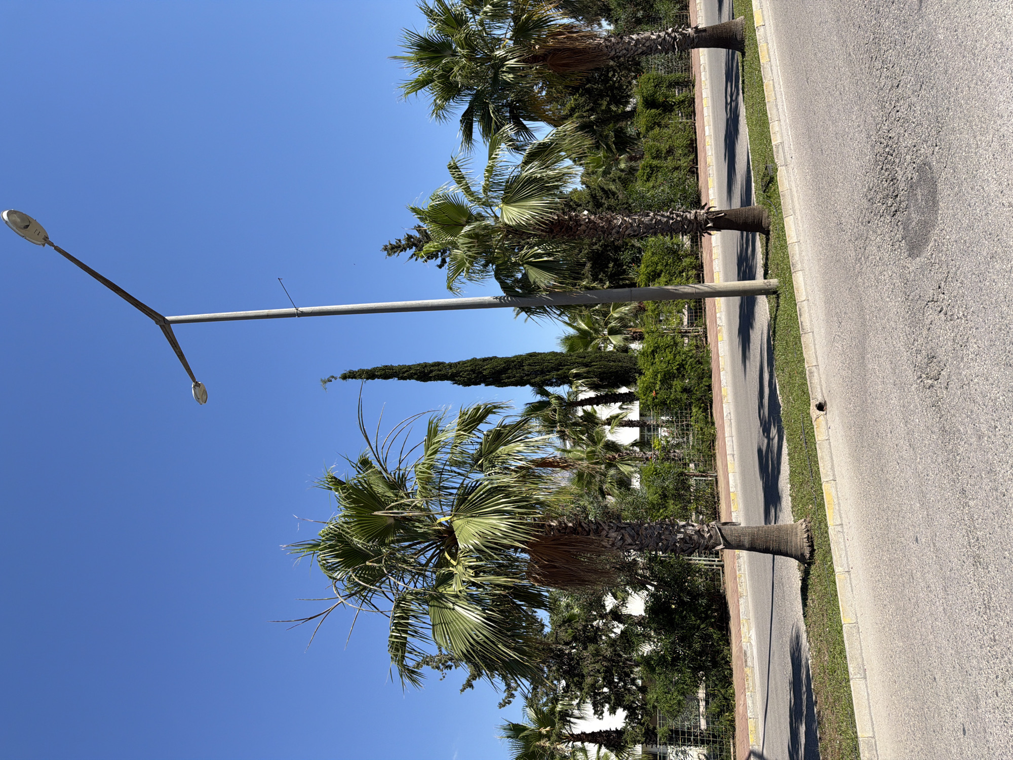 This image depicts a roadside scene with several palm trees lining a paved road. The sky is a clear, bright blue, suggesting a sunny day. A tall street lamp is visible on the left side of the frame, extending over the road and casting a long shadow. The palm trees are mature, with rough, textured trunks and leafy green fronds. They are planted in a strip of grass between the road and a sidewalk or pathway, which is bordered by a curb. Behind the palm trees, there is a dense line of other greenery, including what appears to be cypress trees and various shrubs, creating a lush backdrop. In the distance, a white building or fence can be glimpsed through the foliage. The image is captured from a slightly low angle, looking upwards towards the sky and the street lamp. The overall impression is one of a warm, sunny day in a tropical or subtropical location, likely a street in a town or resort area. There is no discernible activity or people in the frame, and no visible text. The lighting suggests it is daytime, likely late morning or early afternoon given the strong shadows.