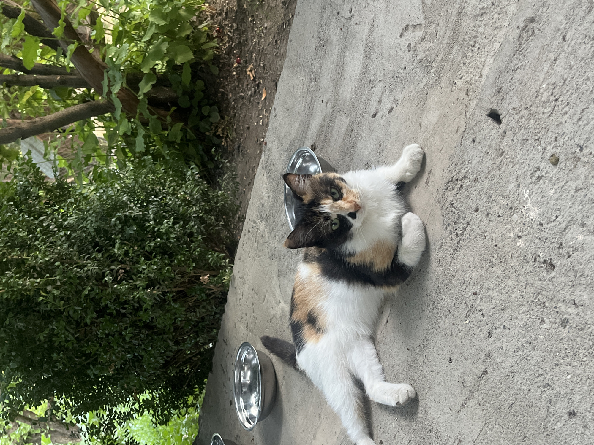 In an outdoor setting in Gladzor, Armenia, a calico cat lies on a concrete surface next to two metal bowls. The cat, with patches of white, black, and orange fur, has green eyes and is looking up towards the camera. One paw is extended, and the other is tucked in. The concrete ground has a rough texture, with visible small pebbles and indentations. To the left of the cat, lush green bushes and trees create a natural backdrop. Some sunlight filters through the foliage, suggesting it is daytime, possibly late morning or early afternoon. The atmosphere appears peaceful and relaxed, with the cat seemingly comfortable in its surroundings. There is no visible text in the image.