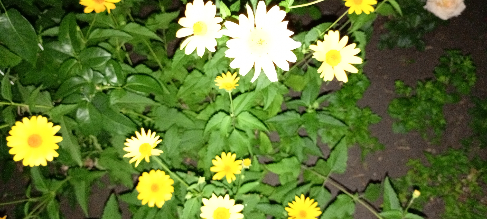 The image shows a close-up of a garden at night, featuring several yellow and white daisy-like flowers interspersed with lush green foliage. The flowers have yellow centers and white or yellow petals. The background consists of dark soil and more greenery, creating a natural and somewhat wild setting. The lighting suggests it is nighttime, with the flowers illuminated by an artificial light source. The scene appears to be located outdoors, likely in a residential garden. Specific details about the city of Kirsanov, Russia are not discernible from the image.