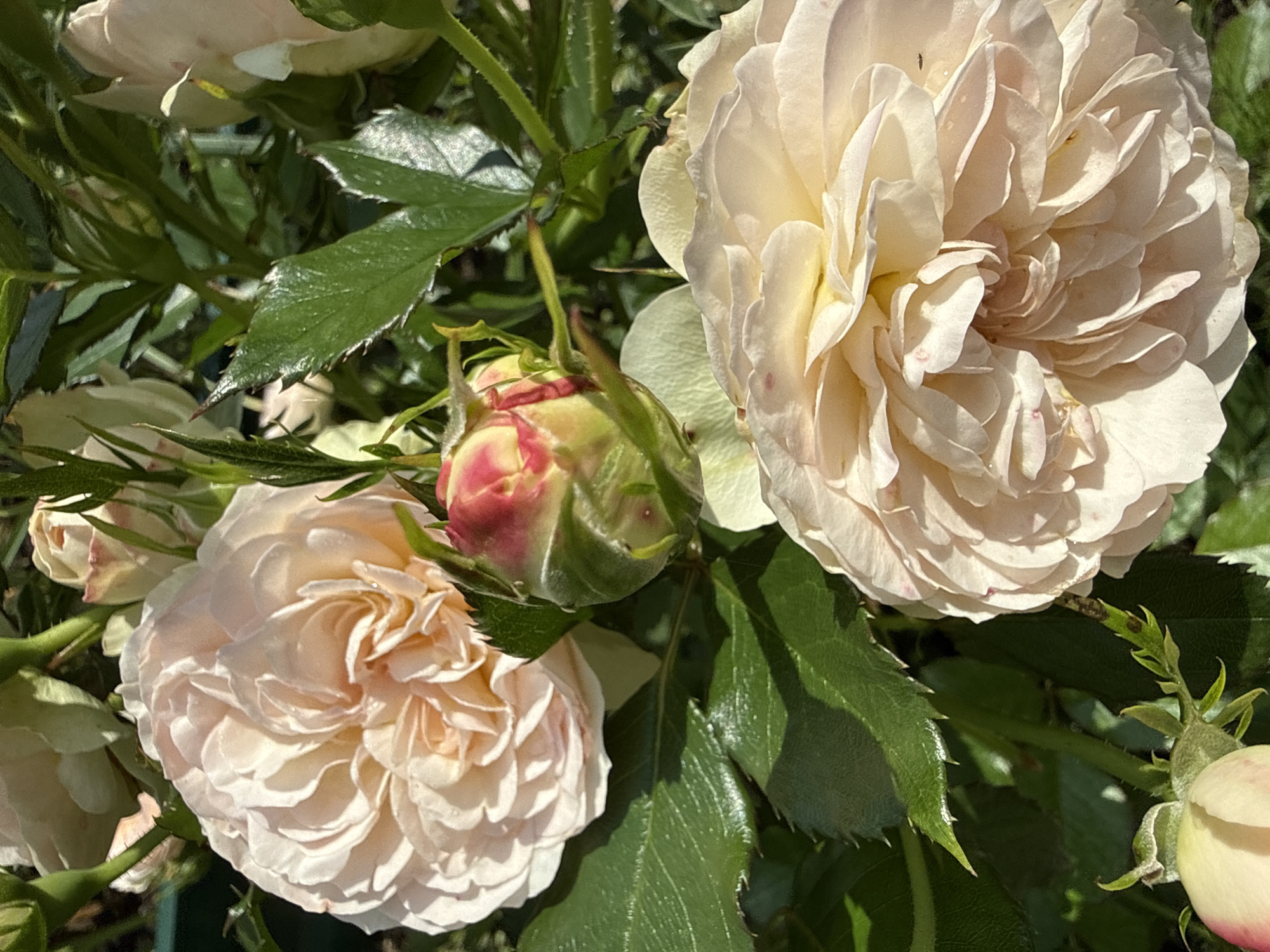 A close-up, vertical, outdoor shot captures a cluster of light pink and cream roses. The focus is on the flowers themselves, with their delicate, layered petals. One rosebud, partially open, shows a mix of pink and yellow hues. Lush green leaves and thorny stems surround the blossoms, suggesting a garden setting. The lighting indicates it is daytime, with sunlight highlighting the textures and colors of the roses. The scene is devoid of people or any signs of human activity, presenting a purely botanical subject. The location in Votkinsk, Russia is not visually identifiable from the image itself, as it provides no contextual clues such as landmarks or recognizable architecture.