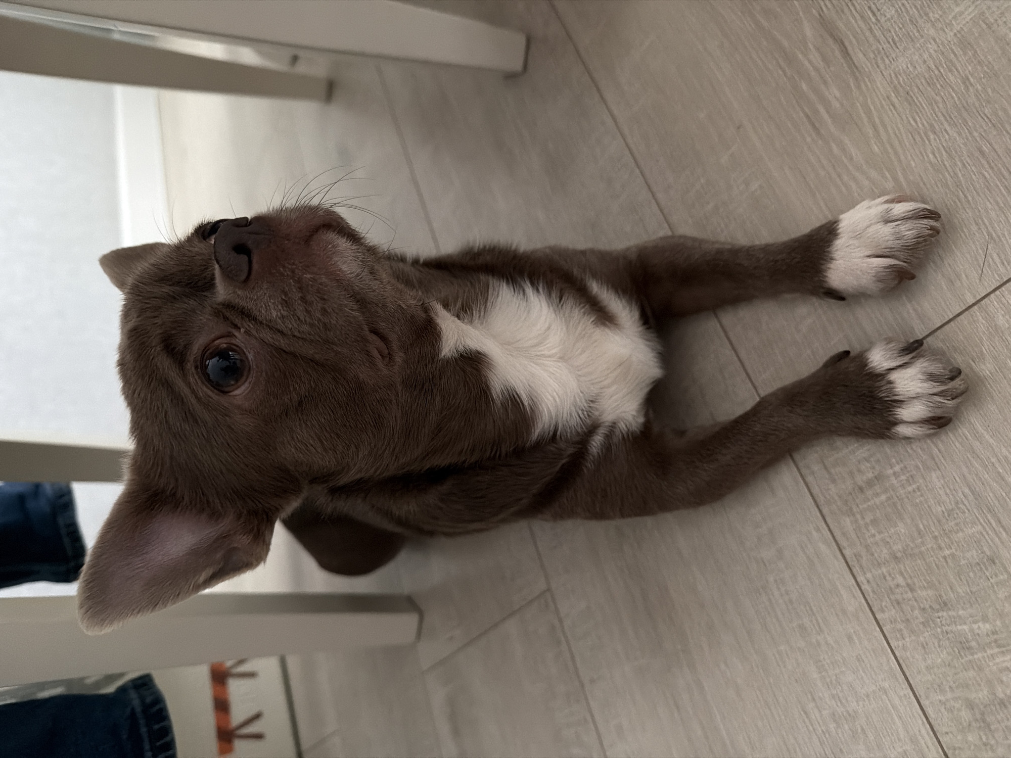 A brown and white puppy lies on a light gray wooden floor. The puppy is positioned between the legs of a light-colored table. The puppy's head is angled upward. The puppy's paws have white fur on the ends. Parts of a person's jeans are visible in the lower left corner. The location is unknown and no data about Votkinsk, Russia is available.