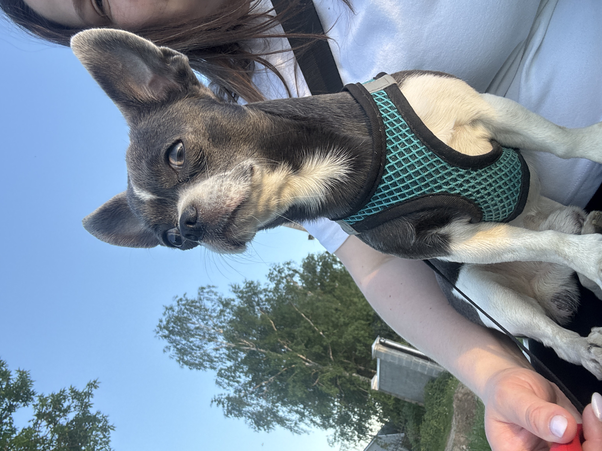 A woman is holding a small dog with a gray and white coat and wearing a turquoise harness. The woman is wearing a white shirt. The background includes a clear blue sky, green trees, and a building. The location is likely in Nizhny Novgorod, Russia.