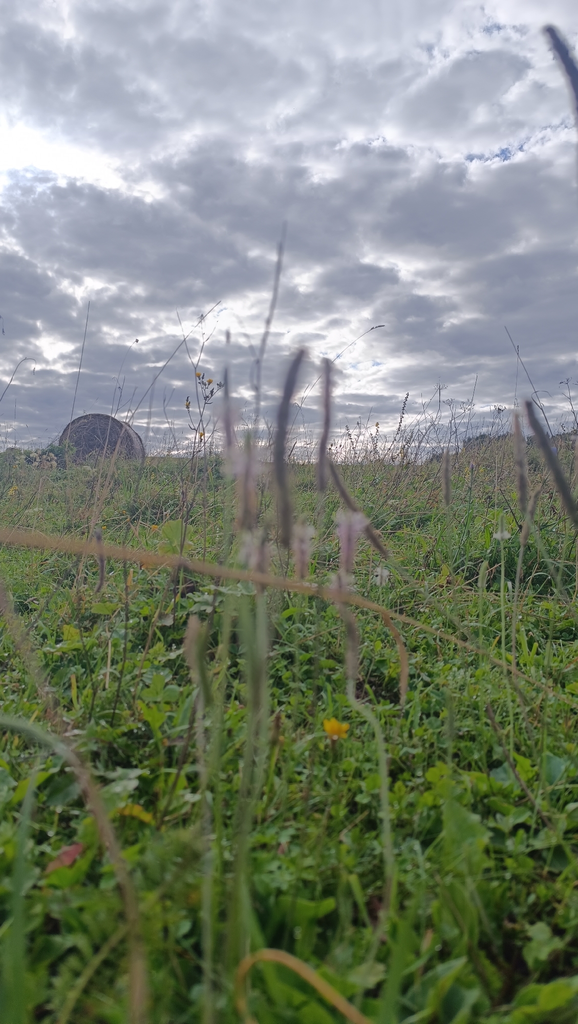The image depicts a low-angle view of a grassy field under a cloudy sky. In the background, to the left, a large, round bale of hay is visible, suggesting a rural or agricultural setting. The foreground is dominated by tall, blurred blades of grass and other vegetation, with a few small yellow wildflowers scattered throughout the field. The sky is filled with dramatic, grey clouds, indicating overcast weather. There are no people or animals present in the scene. The overall impression is one of a natural landscape, possibly on a farm or open countryside. The location is not specified as Karsha, Russia.