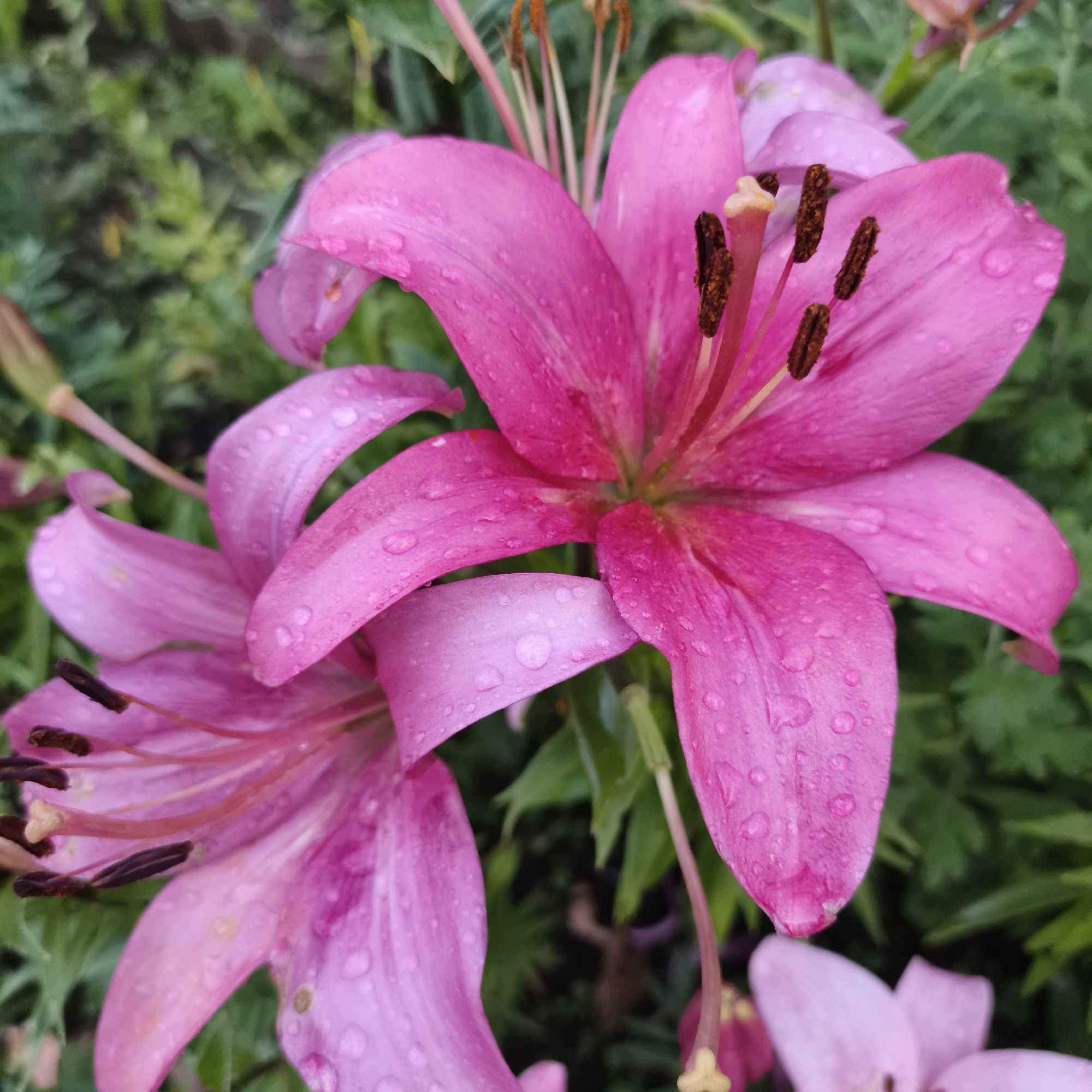The image is a close-up of pink lilies covered in water droplets, suggesting recent rain. The flowers are in bloom, with visible stamens and pistils. The background consists of blurred green foliage, indicating an outdoor garden setting. The image quality is sharp, capturing the intricate details of the petals and water beads. There are no people or man-made structures visible. The scene appears to be a serene natural environment. There is no information in the image to suggest the location is in Chaikovsky, Russia.