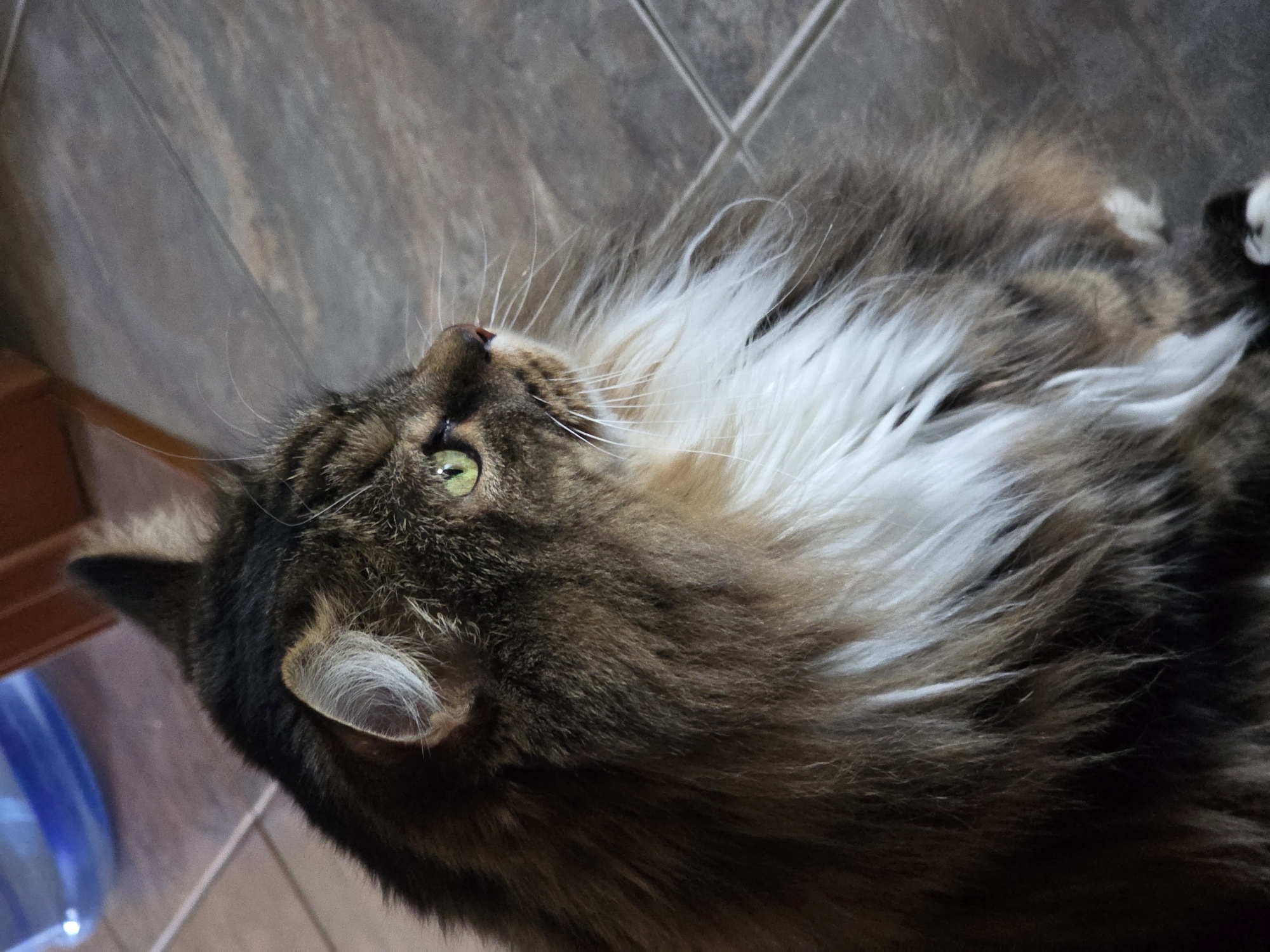 A medium shot shows a long-haired tabby cat in profile, looking to the right. The cat has green eyes, a white ruff around its neck, and brown and black fur. It is sitting on a tiled floor. In the background, a blue water jug is visible. The scene is indoors, with the tiled floor suggesting it could be a kitchen or entryway. There is no indication of the city of Omsk, Russia.
