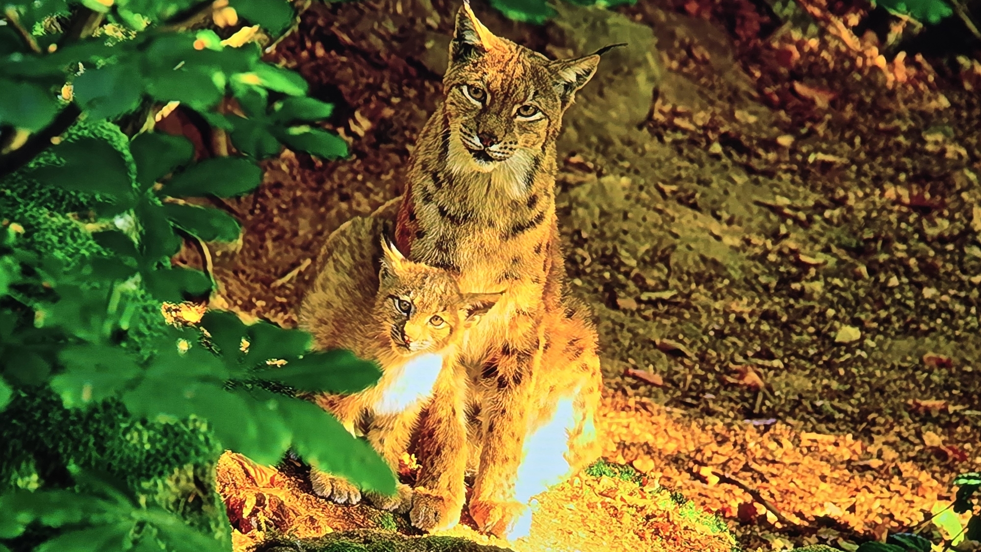 The image shows a mother lynx and her cub sitting in a forest setting. The mother lynx is larger and is positioned behind the cub, with her head turned towards the viewer. The cub is smaller and sits in front of its mother, looking out towards the viewer with wide eyes. Both lynxes have characteristic tufted ears and spotted fur.
The foreground is dominated by lush green foliage, creating a natural and somewhat wild environment. The background consists of a rocky, wooded area with fallen leaves and dappled sunlight. The lighting suggests it is daytime, with the sun filtering through the trees, casting a warm glow on the animals and the forest floor.
The scene evokes a sense of maternal care and the wild beauty of nature. The lynxes appear alert and calm, suggesting a moment of quiet observation in their natural habitat. There is no visible text in the image. The location context of Chișinău, Moldova, implies this scene is likely from a natural reserve or a wild area within or near the city.