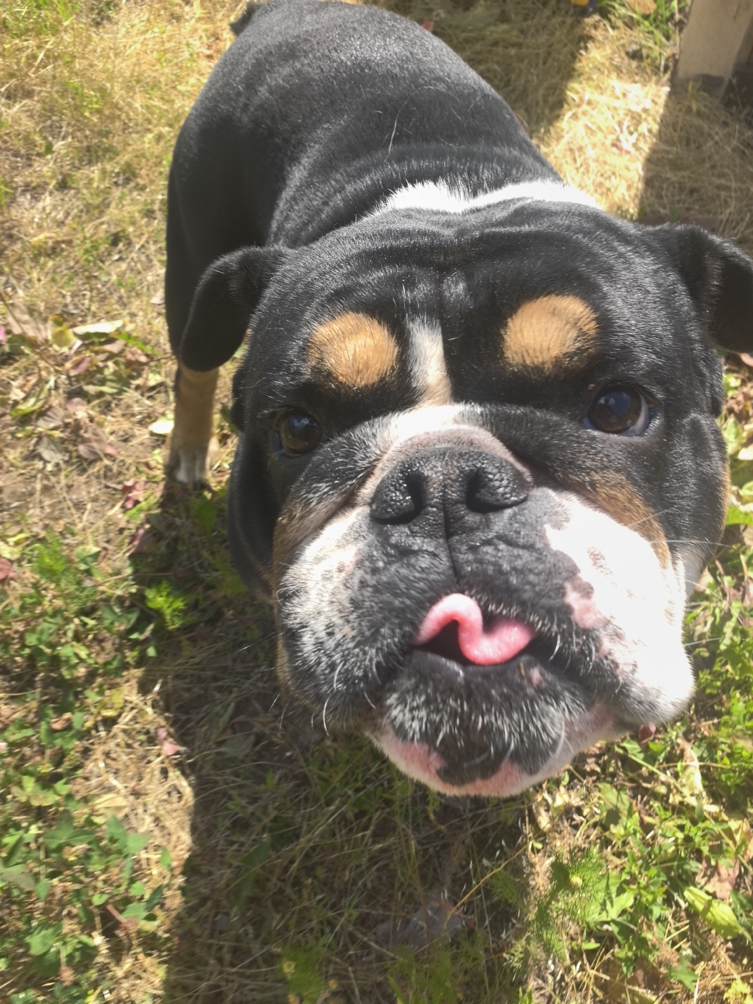 A close-up, eye-level, outdoor, full-body shot shows a brindle and white English Bulldog with its tongue sticking out, looking directly at the camera. The dog is positioned in the center of the frame, with its head tilted slightly. The background consists of dry grass and some green vegetation, suggesting a park or backyard setting. The lighting indicates a sunny day. There are no people or man-made objects visible in the immediate vicinity of the dog. The specific location within Noviy, Russia, cannot be determined from the visual information provided.