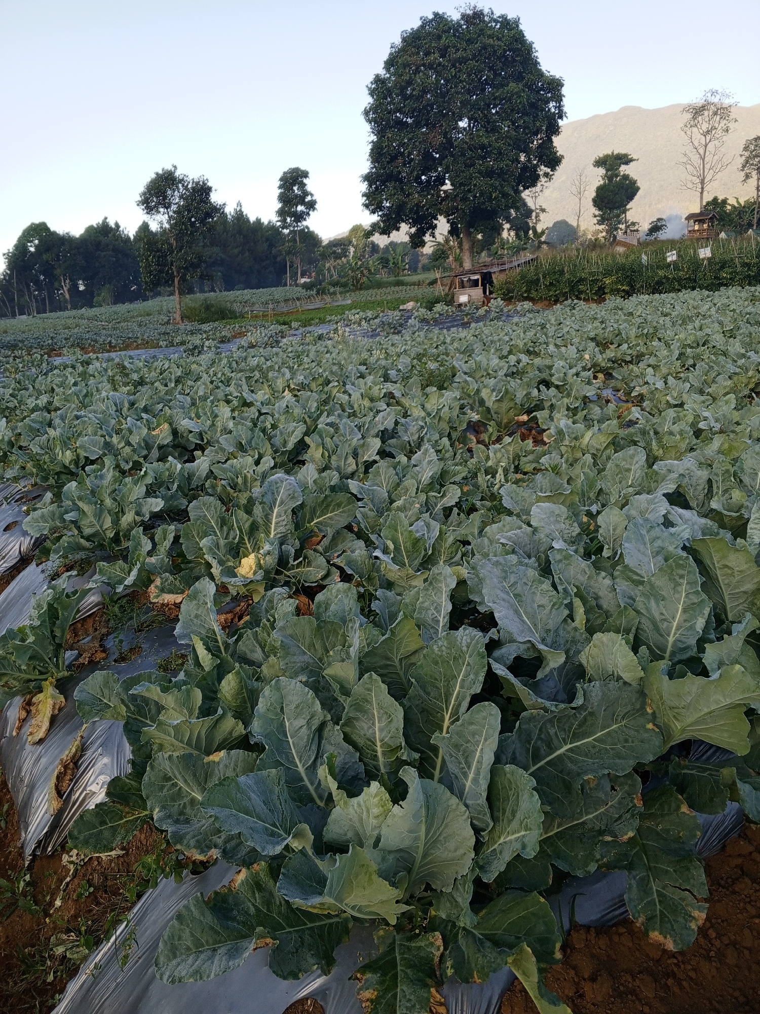 An outdoor, low-angle, vertical shot captures a field of cauliflower plants in Ruwan Eliya, Sri Lanka. The plants, with their large, green, textured leaves and some showing developing white heads, are densely packed and cover the majority of the frame. They are planted in rows, with dark plastic mulch laid on the soil between them. In the background, a large, dark-leaved tree dominates the scene, with several smaller trees and a mountain range visible beyond. A small wooden structure with a thatched roof is nestled near the large tree, and a few other small buildings are visible in the distance. The sky is clear and pale blue, suggesting it is early morning or late afternoon.