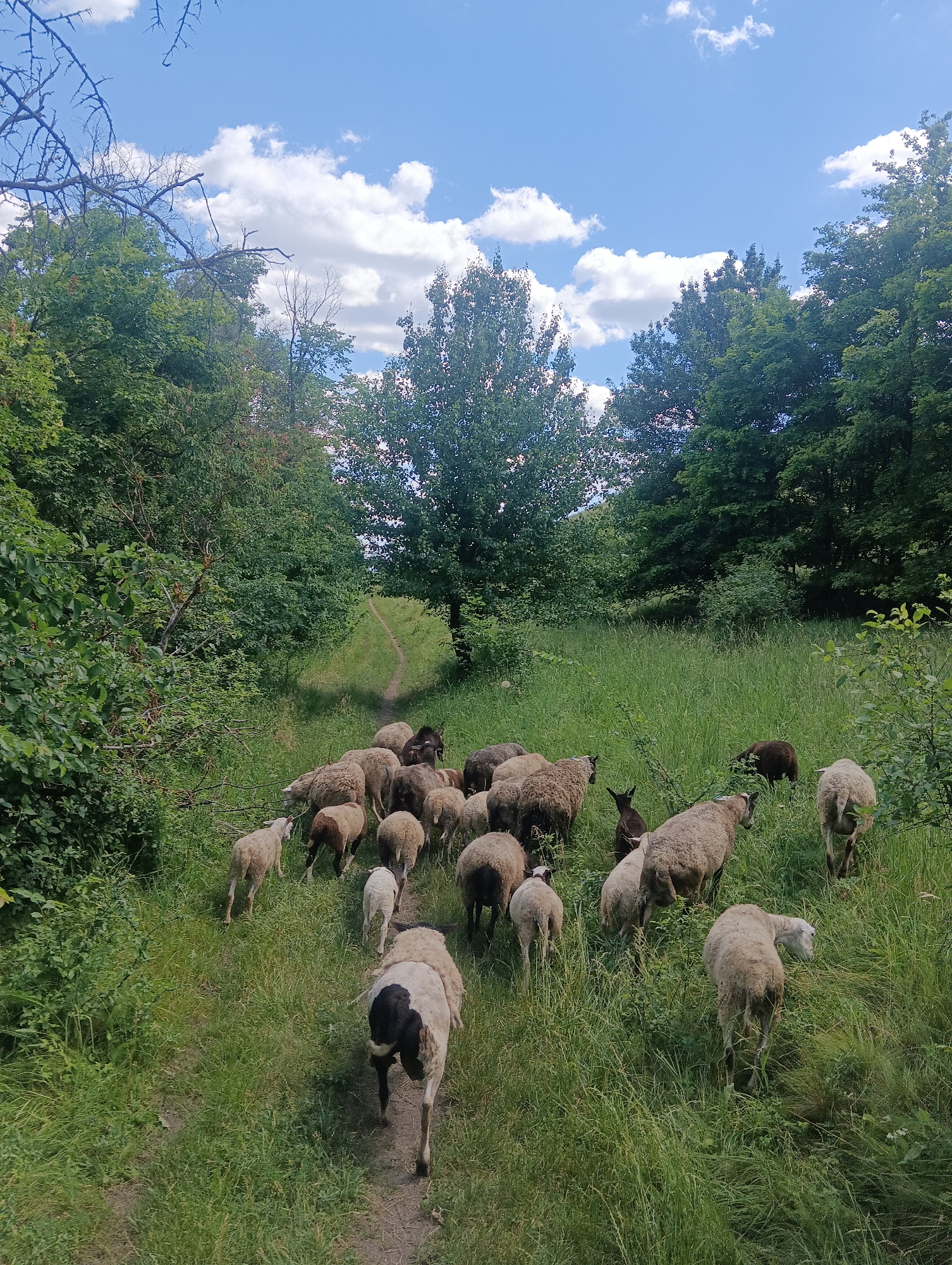 A flock of sheep, ranging from light tan to dark brown and black, are gathered on a dirt path winding through a lush, green meadow. The sheep are facing various directions, with some grazing on the tall grass and others walking along the path. The path leads into a dense forest of green trees that line both sides of the meadow. The sky above is a bright blue, dotted with fluffy white clouds. The image captures a pastoral scene, likely in a rural or natural setting.