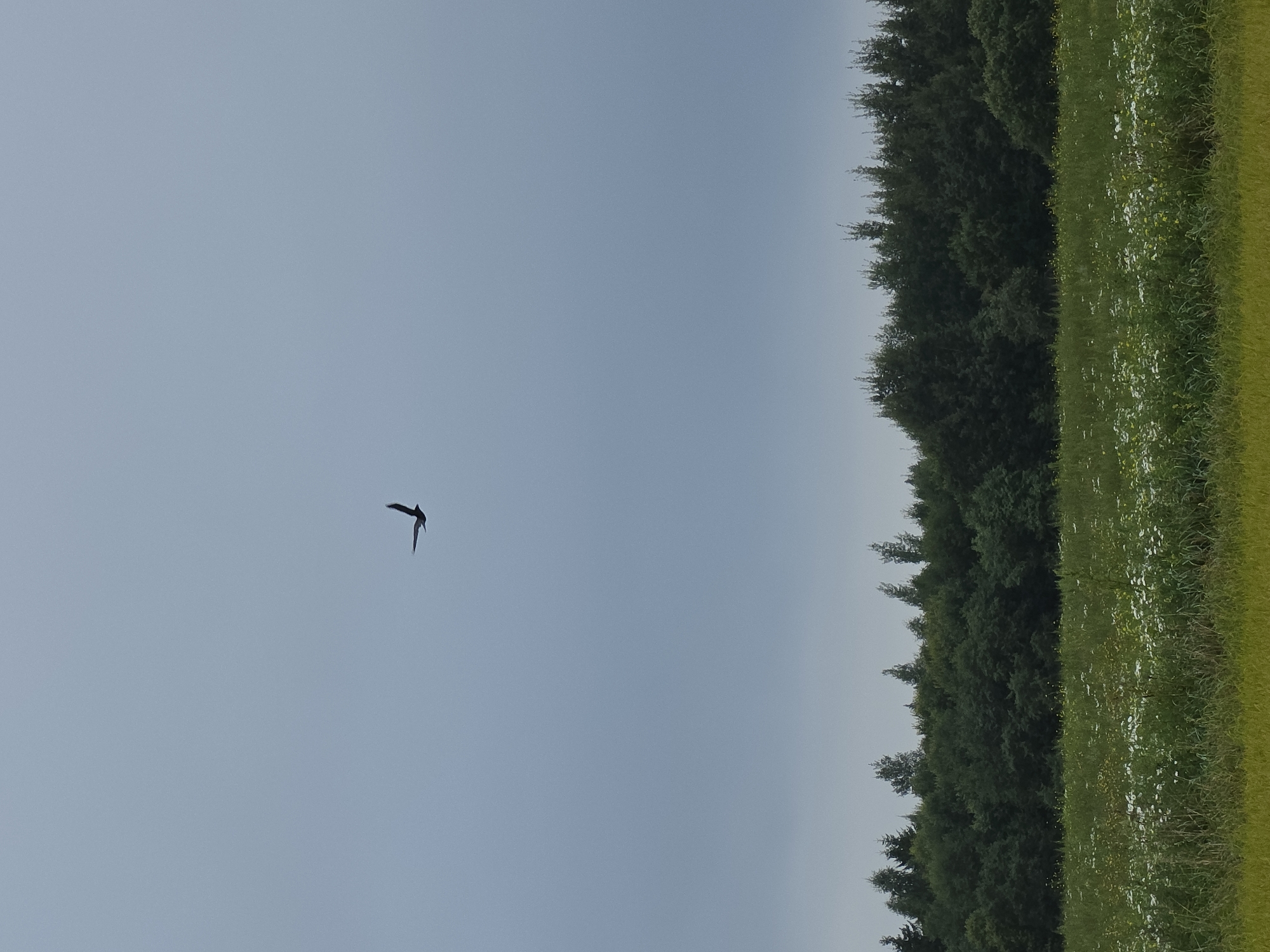 An overcast sky dominates the upper portion of the image, with a single dark bird silhouetted in flight in the upper center. Below the sky is a dense line of dark green trees, forming a natural border between the sky and a field of green grass speckled with small white and yellow wildflowers. The foreground consists of a blur of green and yellow, suggesting a grassy area or crops. The scene appears to be a natural landscape, likely in a rural area. The image does not depict any structures or specific landmarks that would pinpoint a precise location within Kivalitsy, Russia, beyond it being a natural outdoor environment.