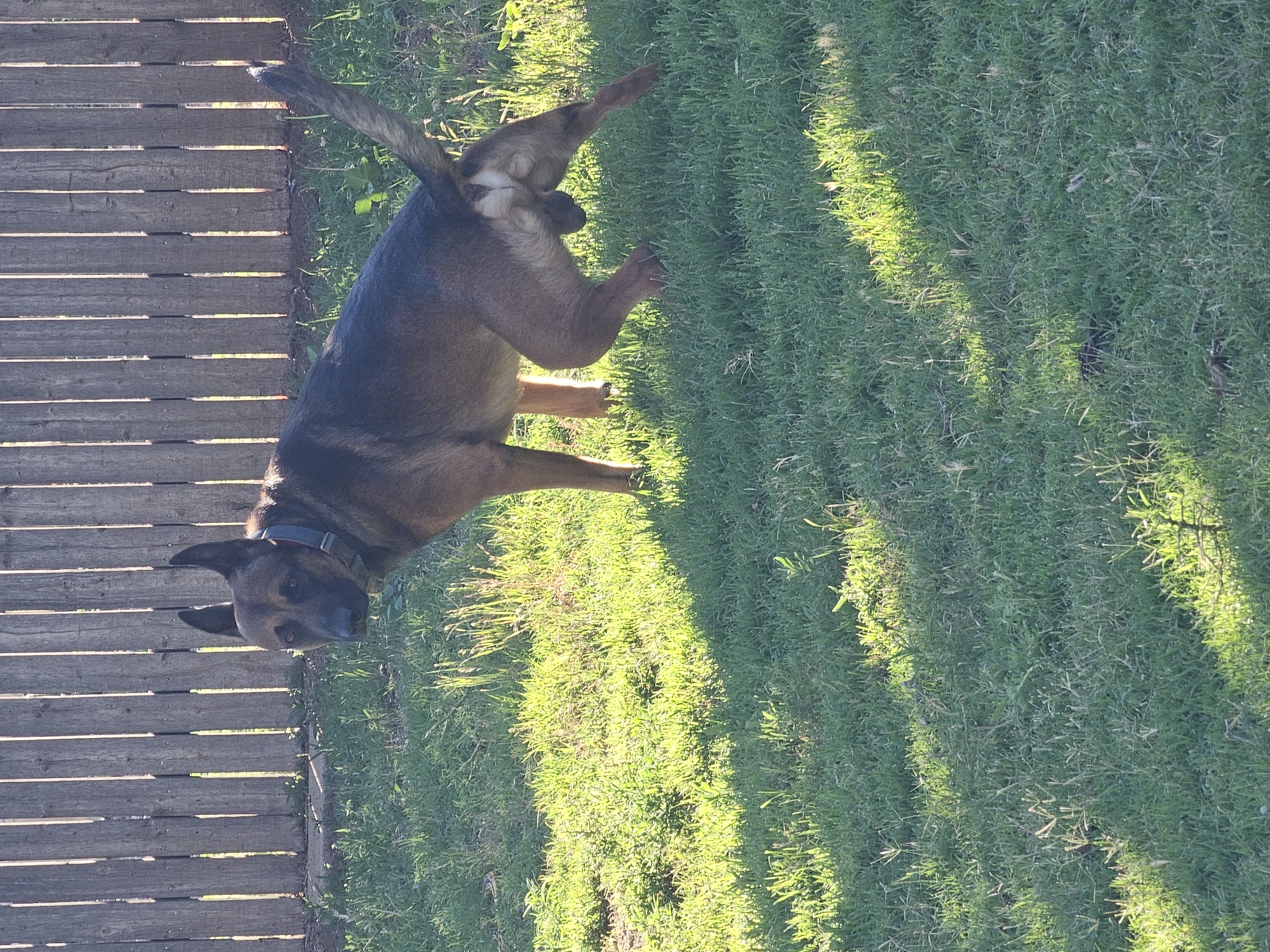 A brown and black German Shepherd stands on a grassy lawn in front of a wooden fence. The dog is facing left, with its head turned towards the camera. Its tail is raised, and its hindquarters are partially visible. Sunlight casts shadows across the grass. The fence appears weathered and grey. The setting is a backyard. The location is not specified within the image or accompanying context.
