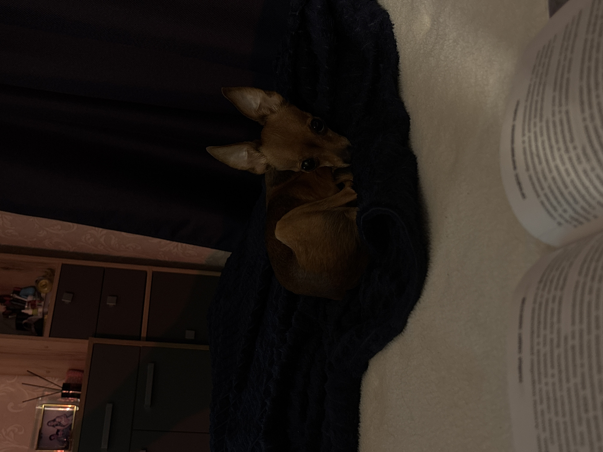 A small brown dog with erect ears is nestled within a folded, dark blue towel. To the left of the towel, a cabinet with multiple doors is visible. A portion of a container or label with text is seen to the right. The location is potentially indicated by the photo contents being in Russian language, referencing the city of Chaikovsky, Russia.