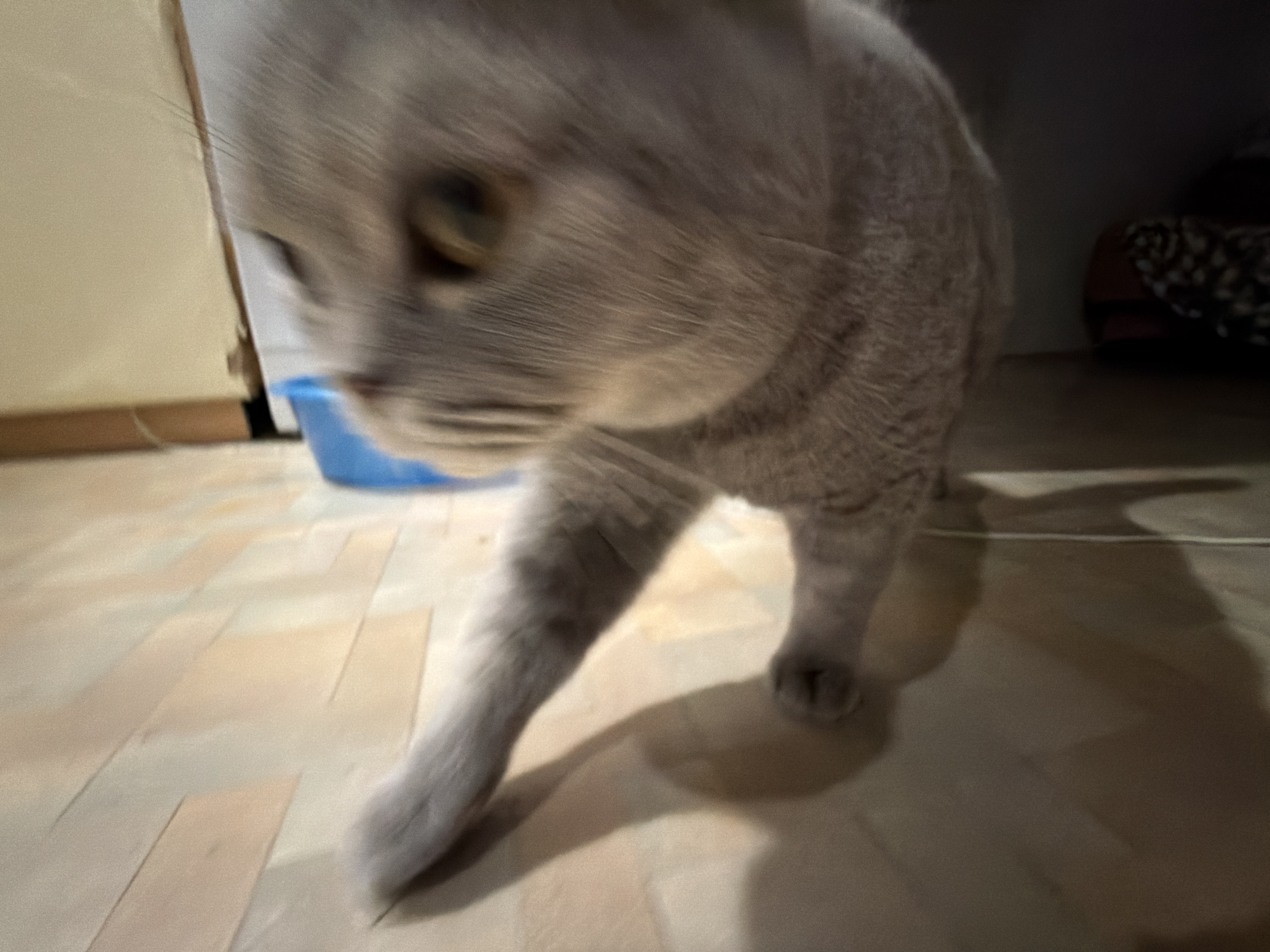 A blurry close-up shot shows a grey cat in motion on a floor with light-colored, rectangular tiles. A blue container is visible in the background near what appears to be a wooden cabinet. A shadow stretches behind the cat towards a dark area with a patterned object that looks like a cushion or blanket. The image gives the impression of being taken indoors. There is no evidence to suggest that the photo was taken in Perm, Russia.