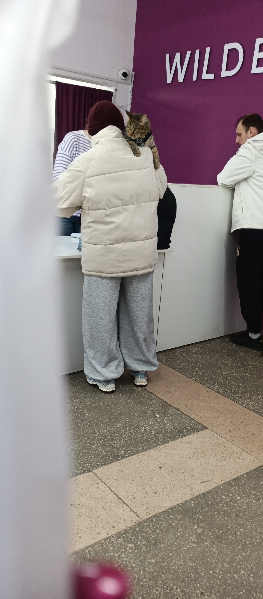 A medium, eye-level shot shows three people at a counter in what appears to be a store, with a cat sitting on one person's shoulder. The counter is white and there are white letters on the wall behind it that say "WILDE." To the left is a person wearing a striped shirt, burgundy winter hat, and an off-white puffer jacket. They are also wearing grey sweatpants and white tennis shoes. On their shoulder is a tabby cat that has a black harness on. To the right is a man wearing a white jacket and black sweatpants with a white "G" on the side. The floor has a mix of grey and cream-colored tiling. There is a white security camera on the wall, near the lettering. A blurry object, possibly a person, is partially visible on the left side.
