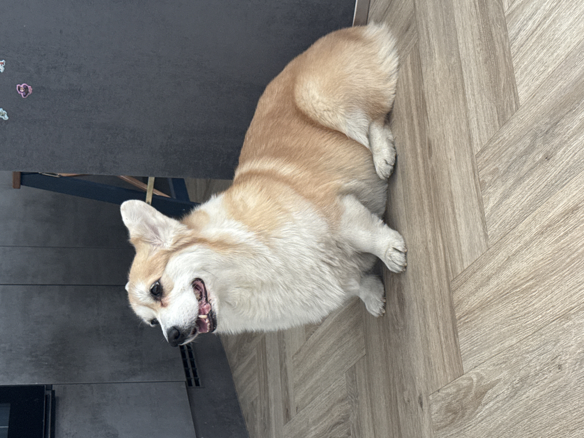 A single corgi dog lies on a light brown wood floor. The dog is tan and white, with a fluffy coat. It is lying with its head and front paws towards the left and its body extending towards the right. The dog's mouth is slightly open. To the left of the dog, there is a dark gray surface, possibly a table. The scene is indoors and does not contain any information that can be used to find the specific location in the city of Krasnoyarsk, Russia.