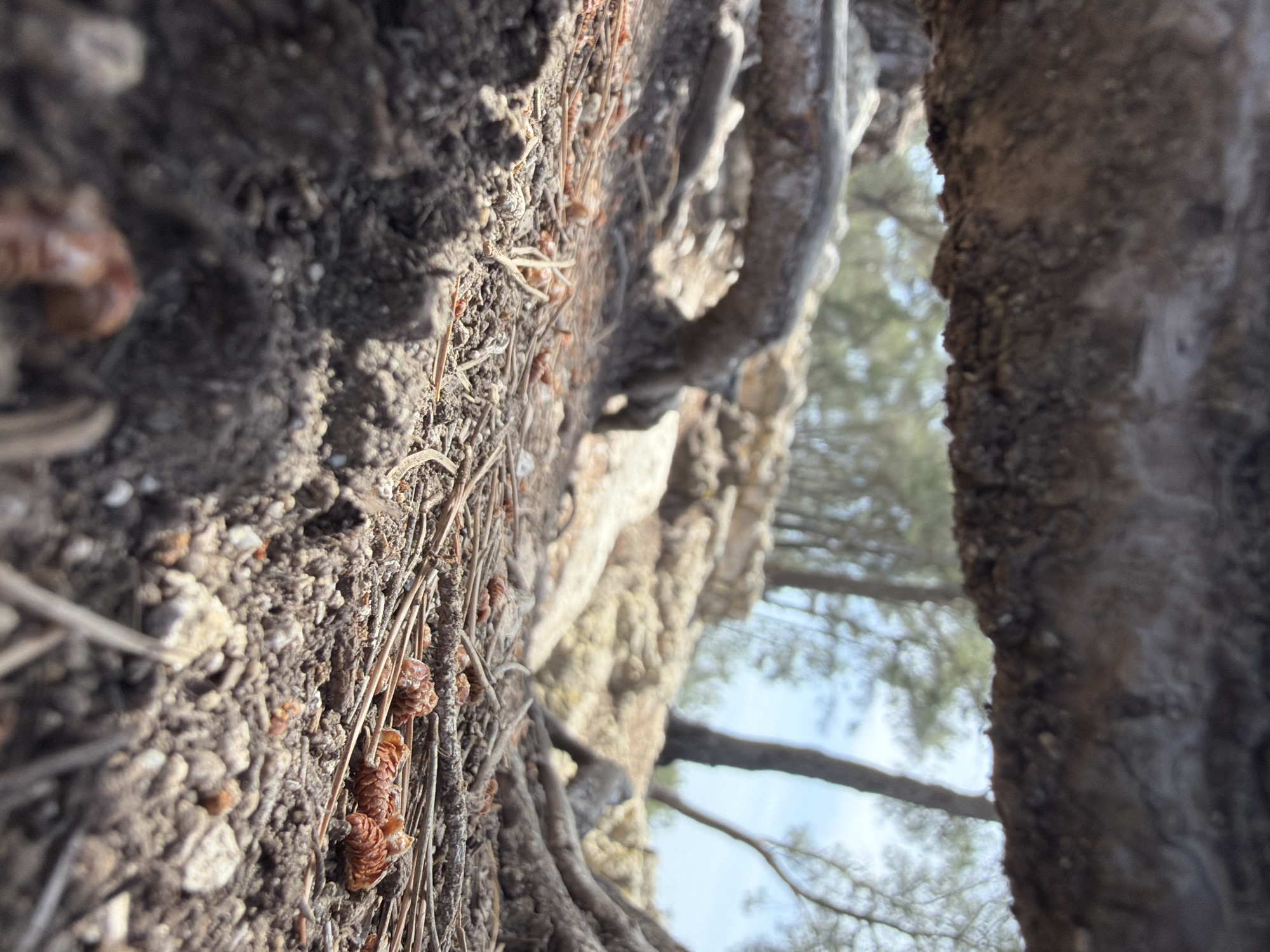 This close-up, low-angle photograph captures a detailed view of a forest floor and tree elements. In the immediate foreground, the ground is composed of dark, granular soil, extensively covered with dry, reddish-brown pine needles and several small, textured pine cones. Scattered among these are light-colored pebbles and visible tree roots, which crisscross the earth. The foreground is sharply focused, highlighting the intricate textures of the soil, needles, and cones.
On the right side of the frame, a large, dark-barked tree trunk rises vertically, its rough surface partially silhouetted. Another lighter-toned tree trunk or a substantial root structure extends from the midground on the left, displaying a similarly rugged texture. The natural lighting suggests daytime, with the sun illuminating the foreground and casting subtle shadows that define the contours of the ground and tree elements.
The background is softly blurred, revealing the upper parts of more trees, consistent with a pine forest canopy, set against a bright, clear sky. There are no human subjects or discernible activities taking place. The overall scene conveys a sense of tranquility and immersion in a natural environment, likely a wooded area or forest. The location context of Olèrdola, Spain, aligns with the visual cues of pine trees and Mediterranean forest characteristics. No visible text is present in the image.