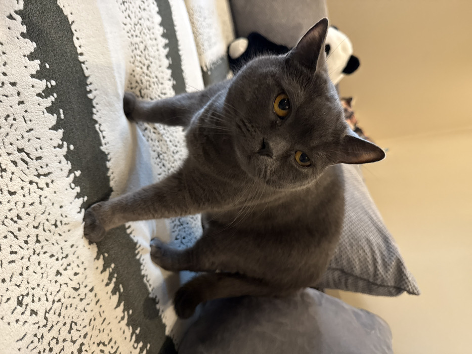 The scene is an indoor setting in the city of Burgas, Bulgaria, featuring a single domestic cat positioned on a patterned textile surface. The cat, a short-haired grey feline consistent with a British Shorthair breed, has prominent amber-yellow eyes and is looking directly at the viewer with an alert, slightly inquisitive expression. Its body is angled slightly to the right, and it appears to be mid-stride or standing with its front paws on the fabric. The textile surface features alternating horizontal stripes of dark grey and speckled white. In the background, to the left of the cat, a portion of a black and white stuffed panda toy is visible behind a plain grey cushion. Another plain grey cushion or sofa arm is present to the right. The background wall is a solid light beige color. The environment is uniformly lit, consistent with an interior domestic space. No human subjects are present or engaged in any actions or interactions.
