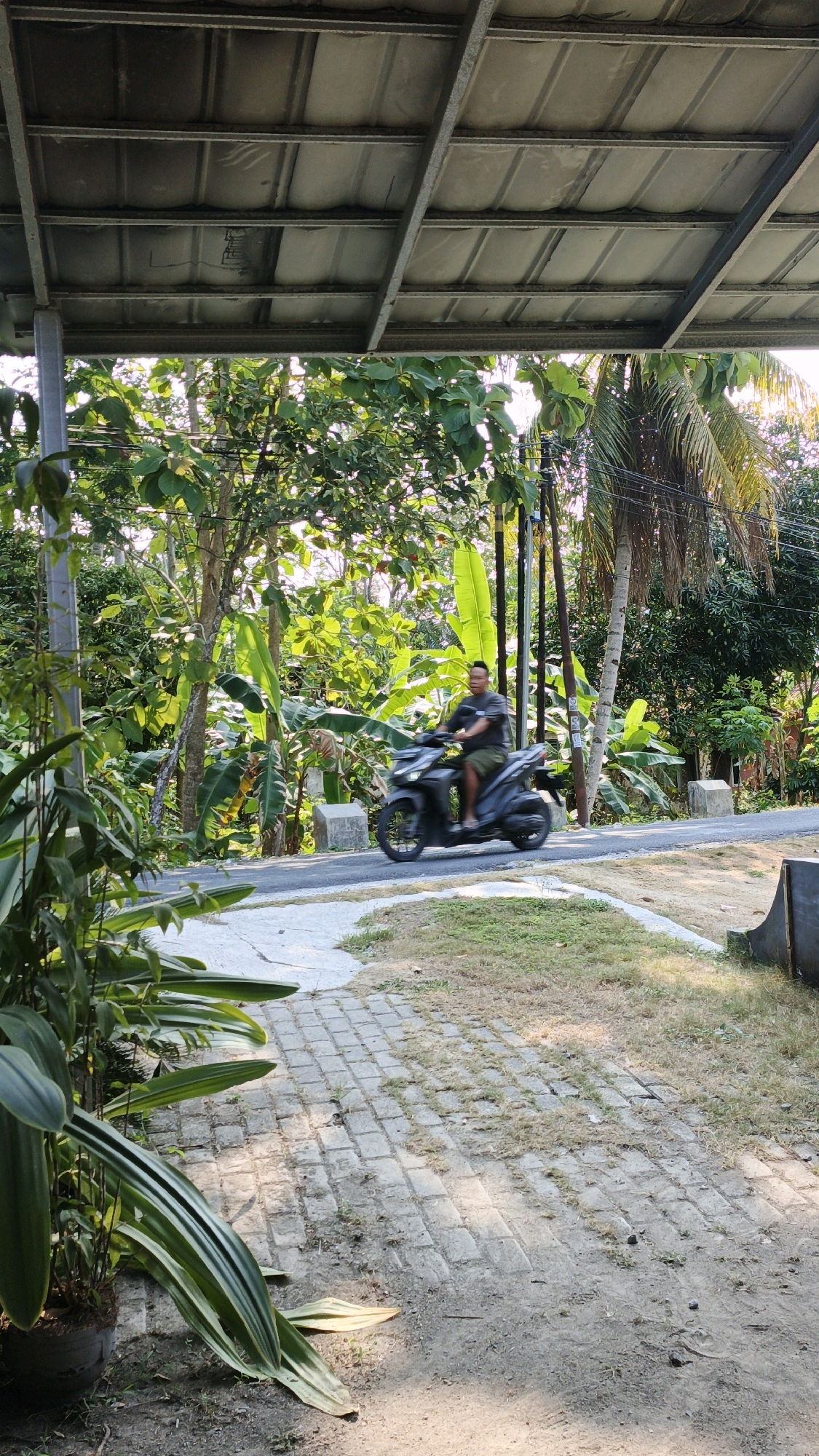 A man rides a dark-colored scooter on a paved road through a lush, tropical environment. He is wearing a dark t-shirt and olive-colored shorts, and appears to be looking forward as he rides. The road is bordered by a sidewalk made of light-colored stones, and beyond that, the ground is covered in dry grass and dirt. To the left of the road, a large potted plant with broad, green leaves is visible. The background is filled with dense foliage, including large-leafed plants and trees, some with palm fronds. Overhead, a metallic roof structure supported by poles is visible, casting shadows. The scene appears to be outdoors in a rural or semi-rural setting, with the bright sunlight suggesting it is daytime. The location is identified as Cintaratu, Indonesia.