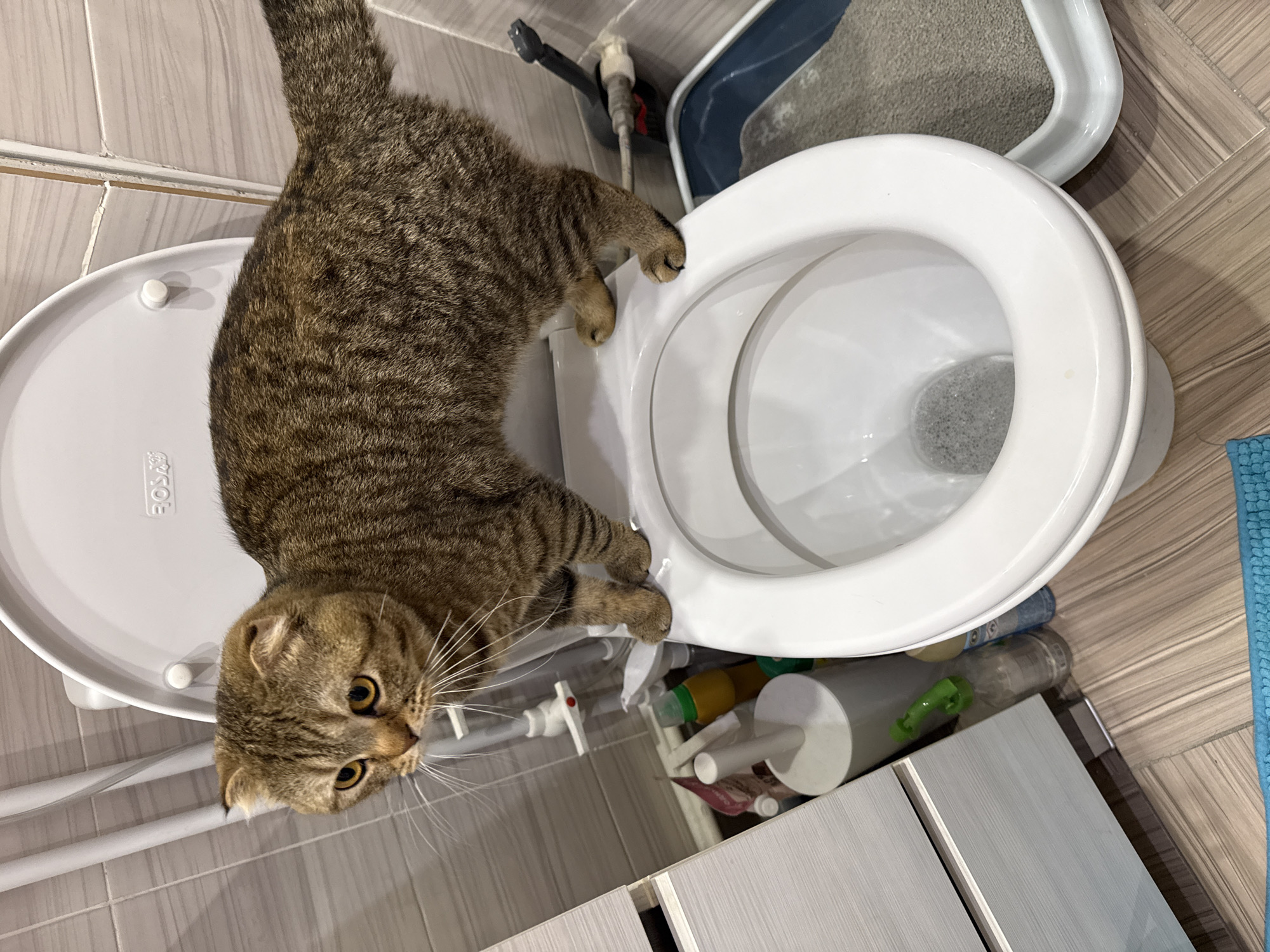 This image features a tabby cat, possibly a Scottish Fold due to its distinctive folded ears, positioned on a white toilet in a bathroom. The cat's body is suspended over the toilet bowl, with its front paws delicately resting on the inner rim of the bowl and its back paws on the toilet seat. Its head is turned towards the viewer, showcasing large, round amber eyes and long whiskers, conveying an expression of intense curiosity or alertness.
The setting is a well-lit bathroom, indicated by the toilet, a blue bathmat visible on the floor, and a grey litter box positioned behind the toilet. The floor is covered with light-colored, wood-look plank tiles, while the wall behind the toilet features light grey or beige tiles. Plumbing pipes, including one with a white valve, are visible behind the toilet. An assortment of cleaning supplies or bottles, along with part of a light-colored cabinet, can be seen on the floor beneath the toilet. The toilet bowl contains clear water with some visible suds or bubbles. The brand name "BOSS" and an accompanying logo are embossed on the white toilet seat. The overall impression is that of a cat exploring its domestic environment with keen interest.
